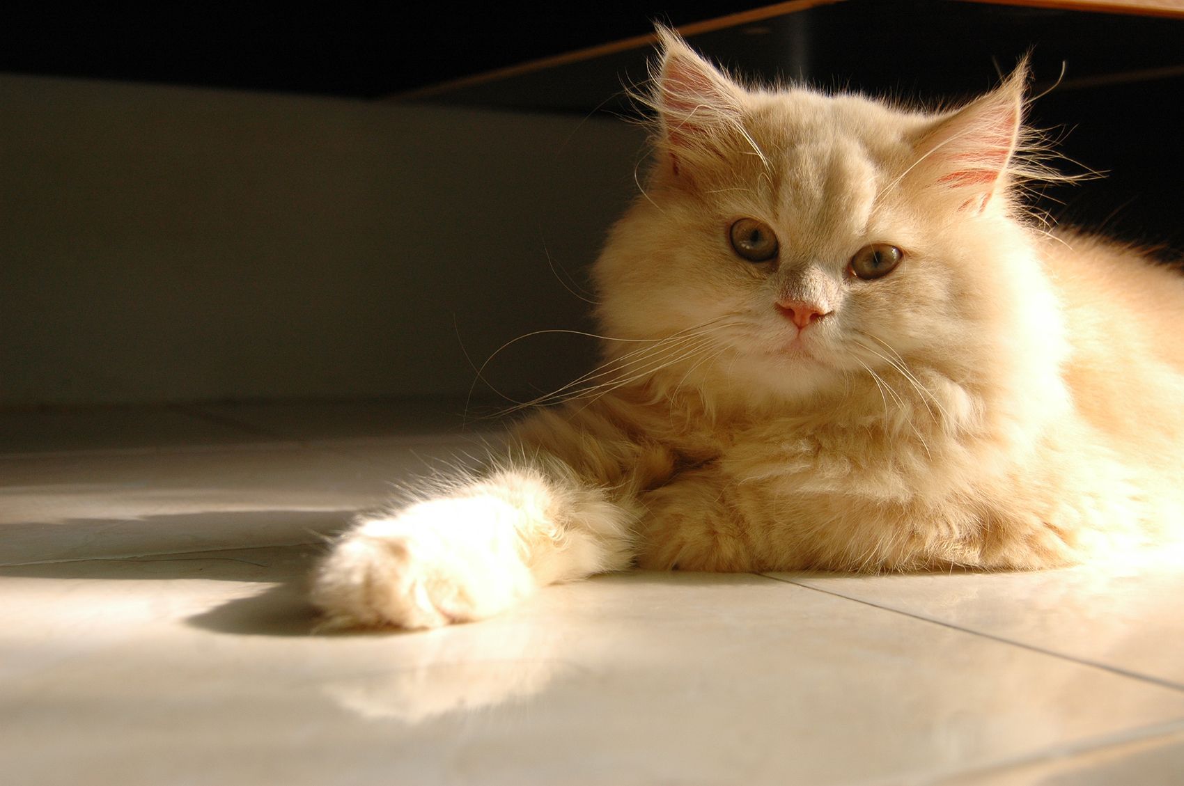 Persian Cat Hd Wallpaper Cool Desktop Widescreen (1700×1129). Persian Cat, Cats, Cat Wallpaper