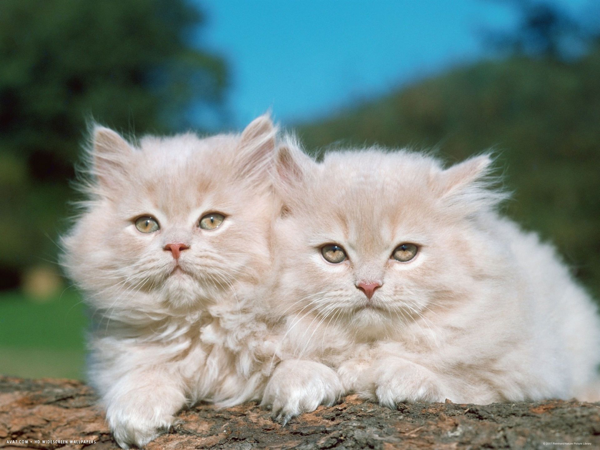 two persian cats kittens felis catus. persian cat HD widescreen wallpaper