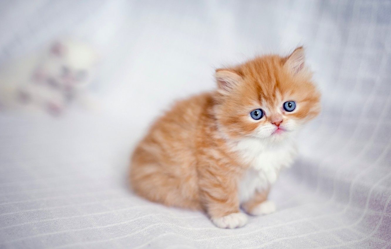 Wallpaper baby, red, kitty, ginger kitten, Persian cat image for desktop, section кошки