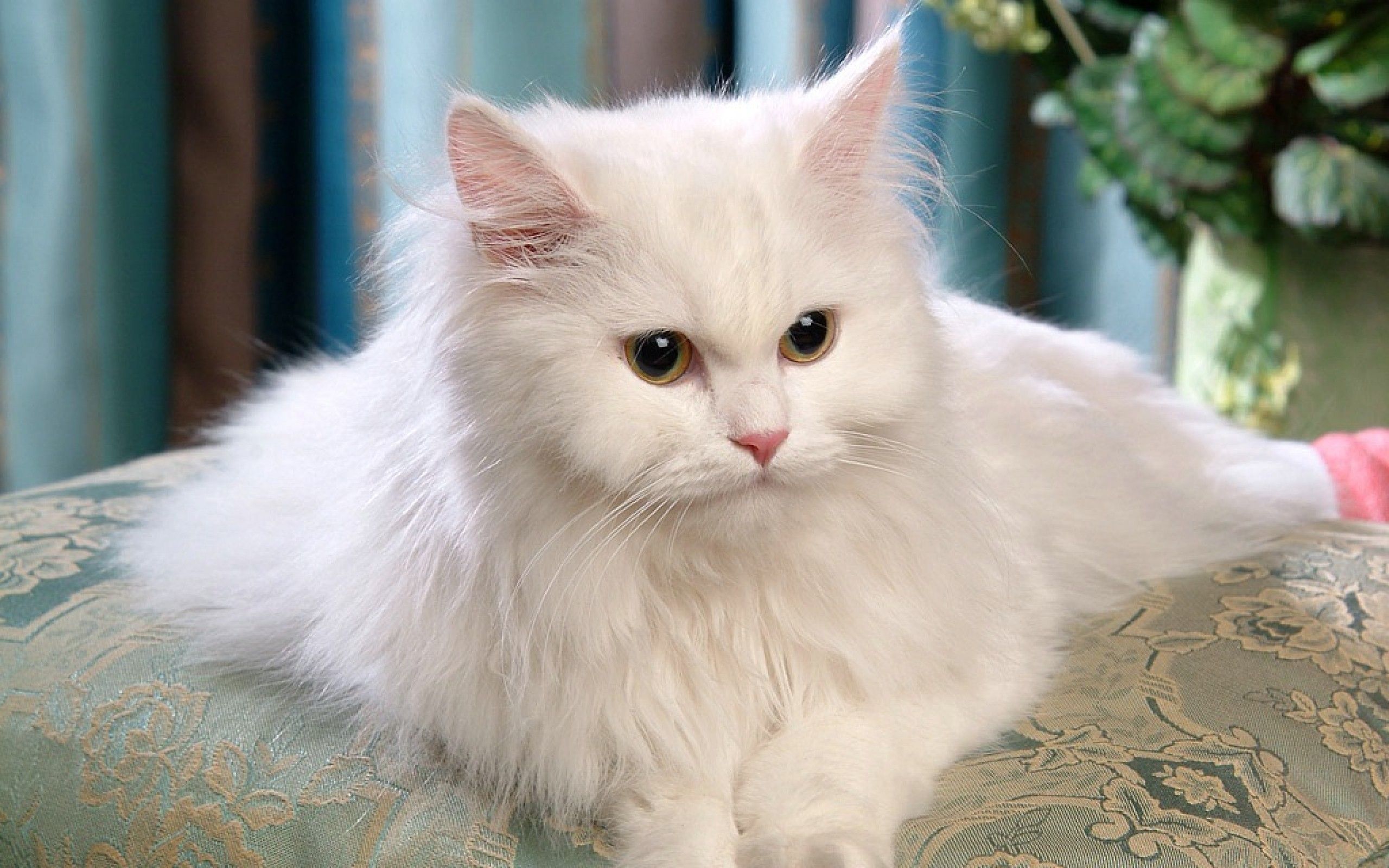 Persian Cat Picture
