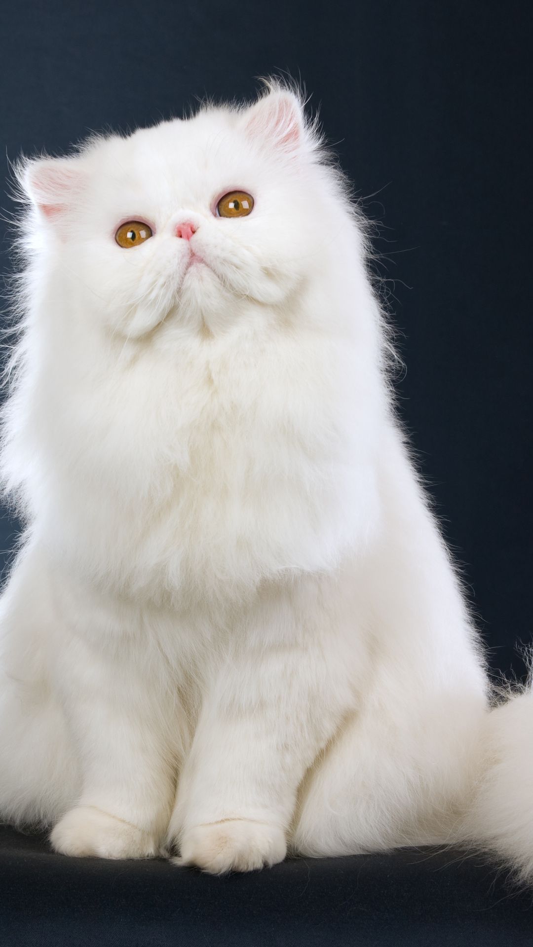 beautiful, kitten, persian cat, beautiful, persian cat, white, white desktop wallpaper 13352