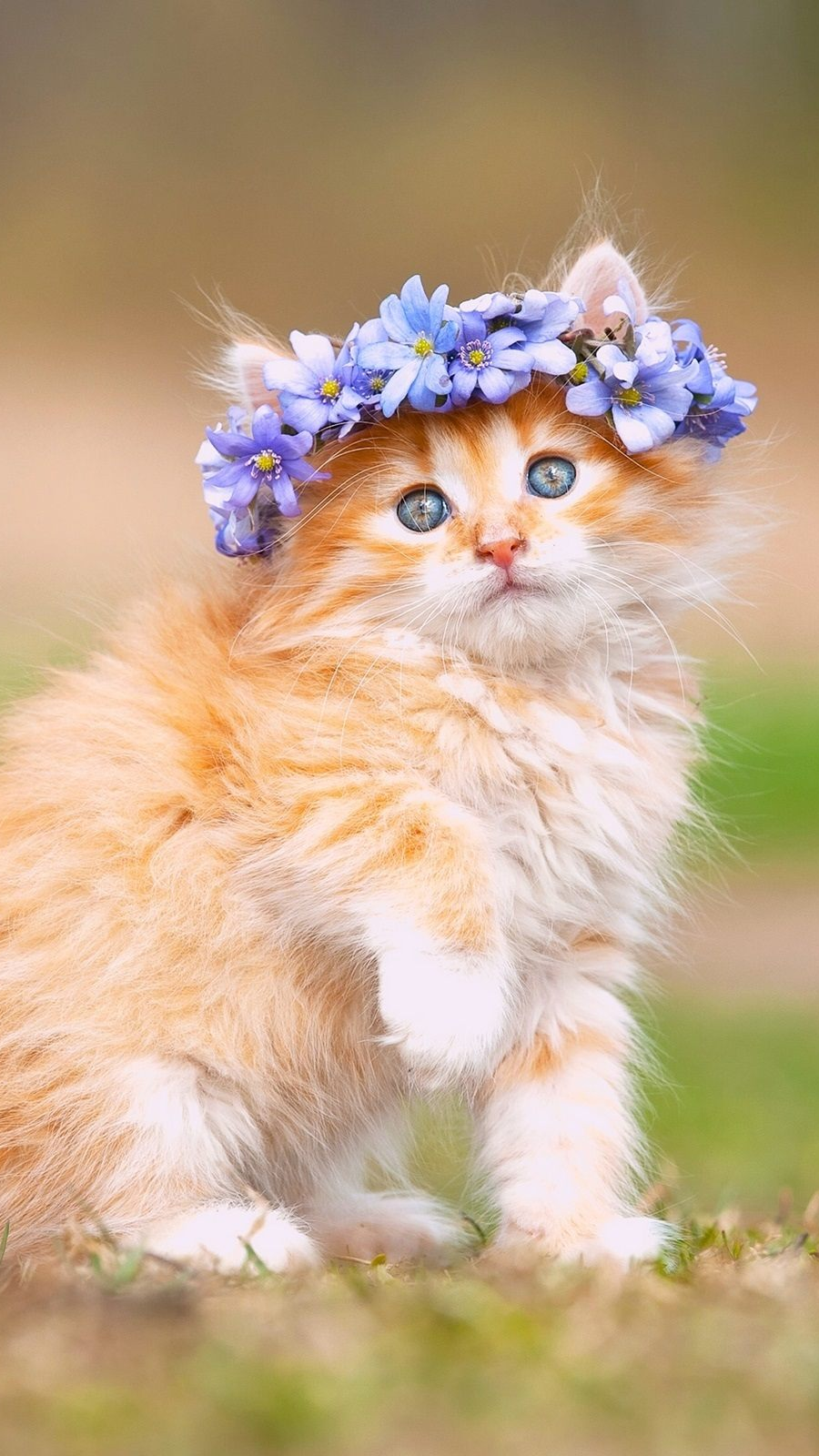 Cute Persian Cat Wallpaper HD