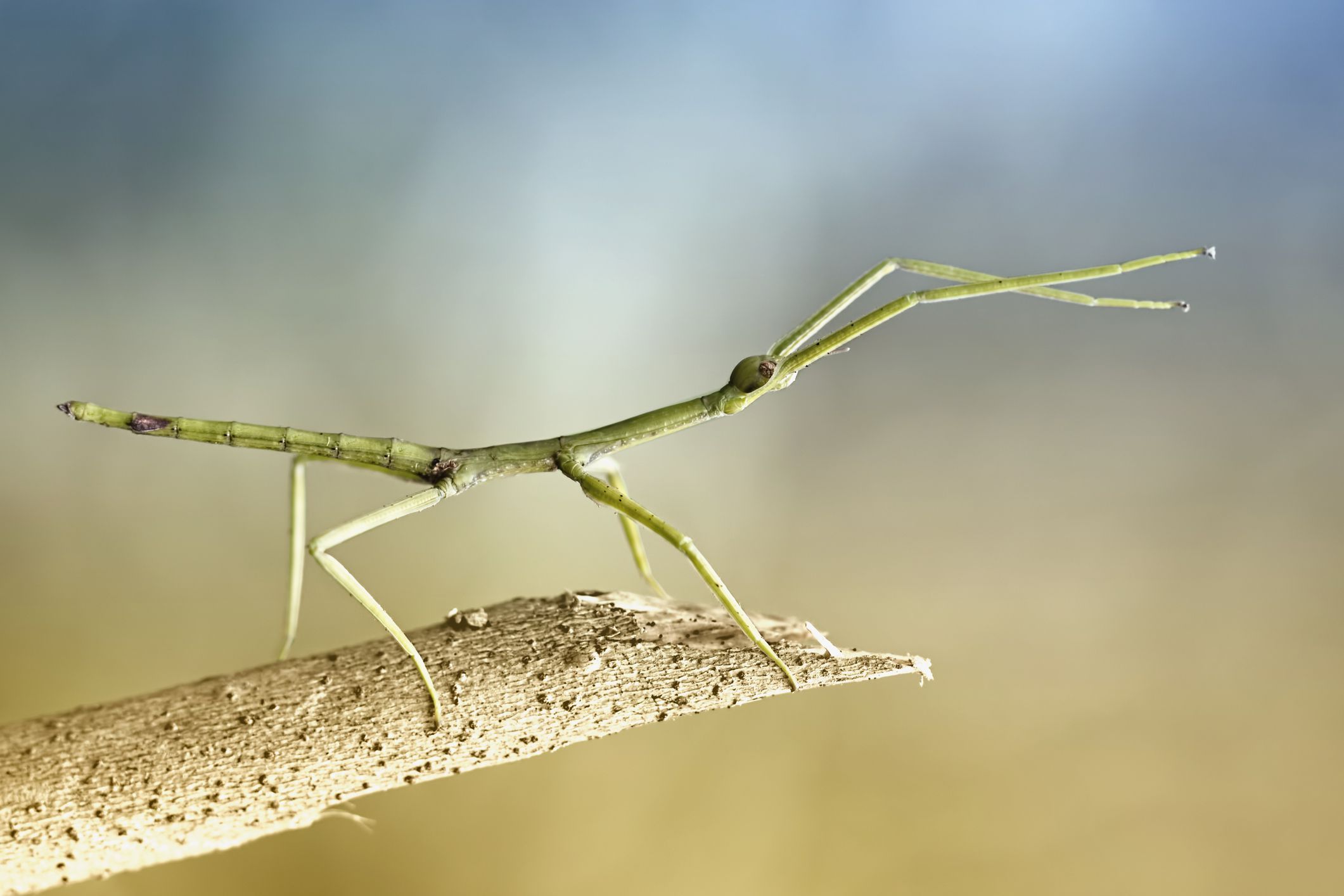 Fascinating Facts About Stick Insects. Stick insect, Walking stick insect, Walking stick bug