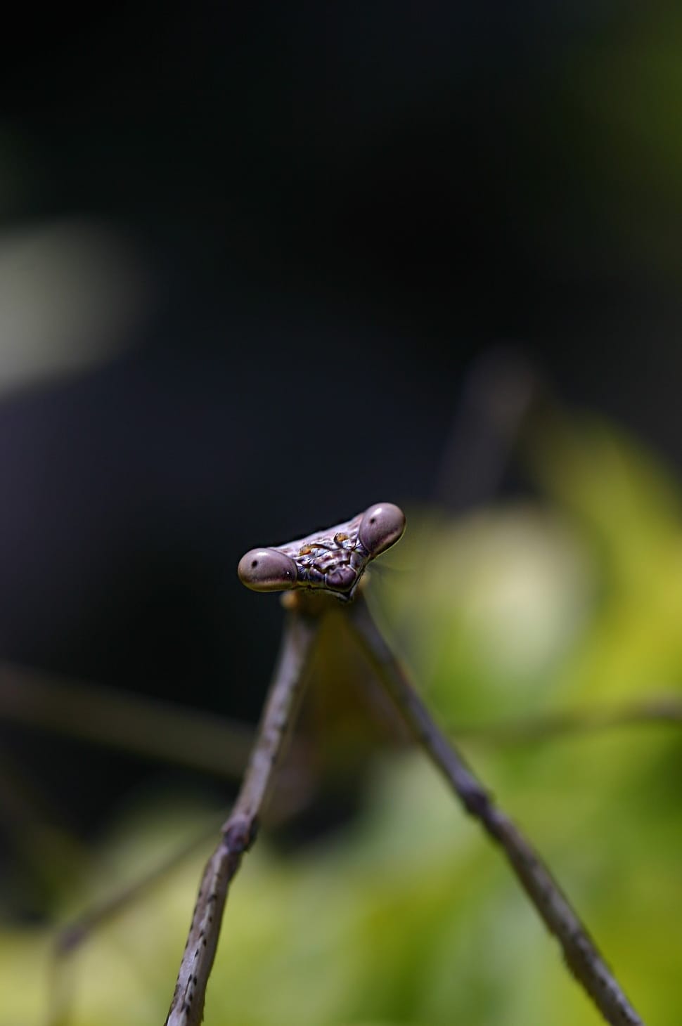 closeup photo of stick insect free image