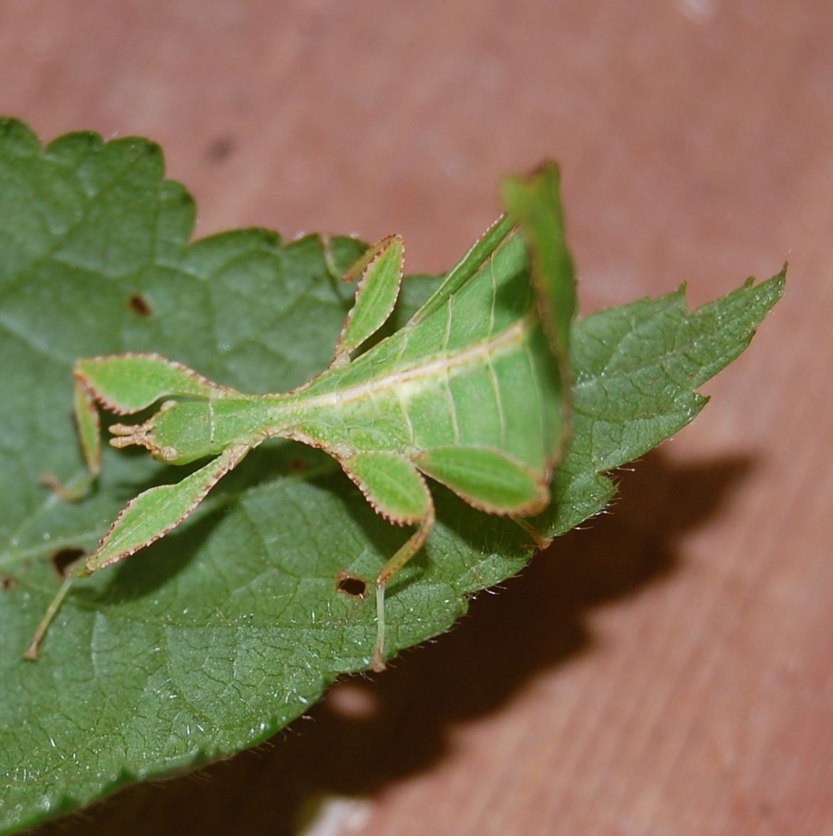 Leaf insects. Stick insect, Insects for kids, Stick insect facts