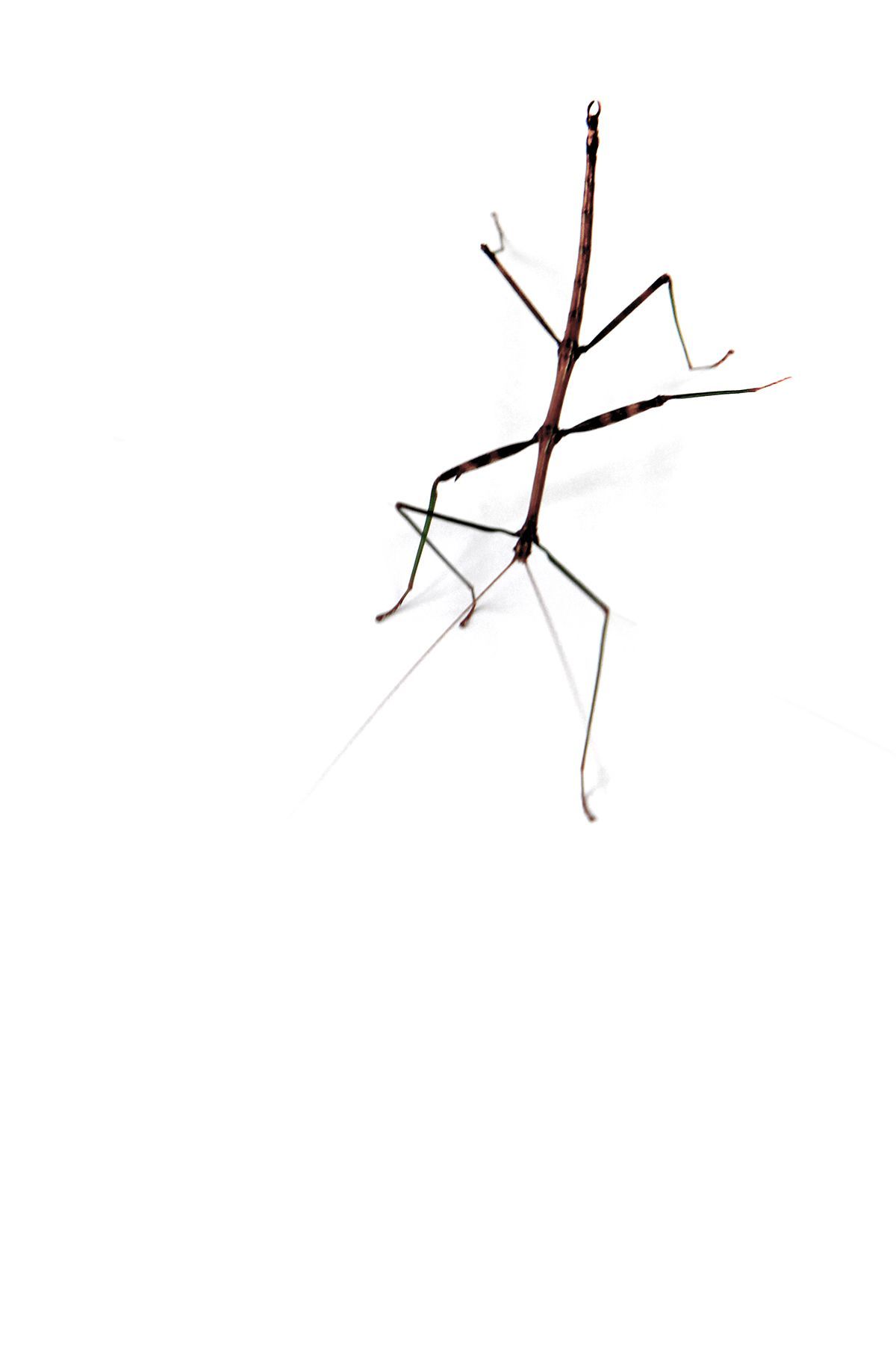 Stick bugs can destroy crops. Growers have to protect their plants from insects.com. Walking stick bug, Stick bug, Bugs and insects