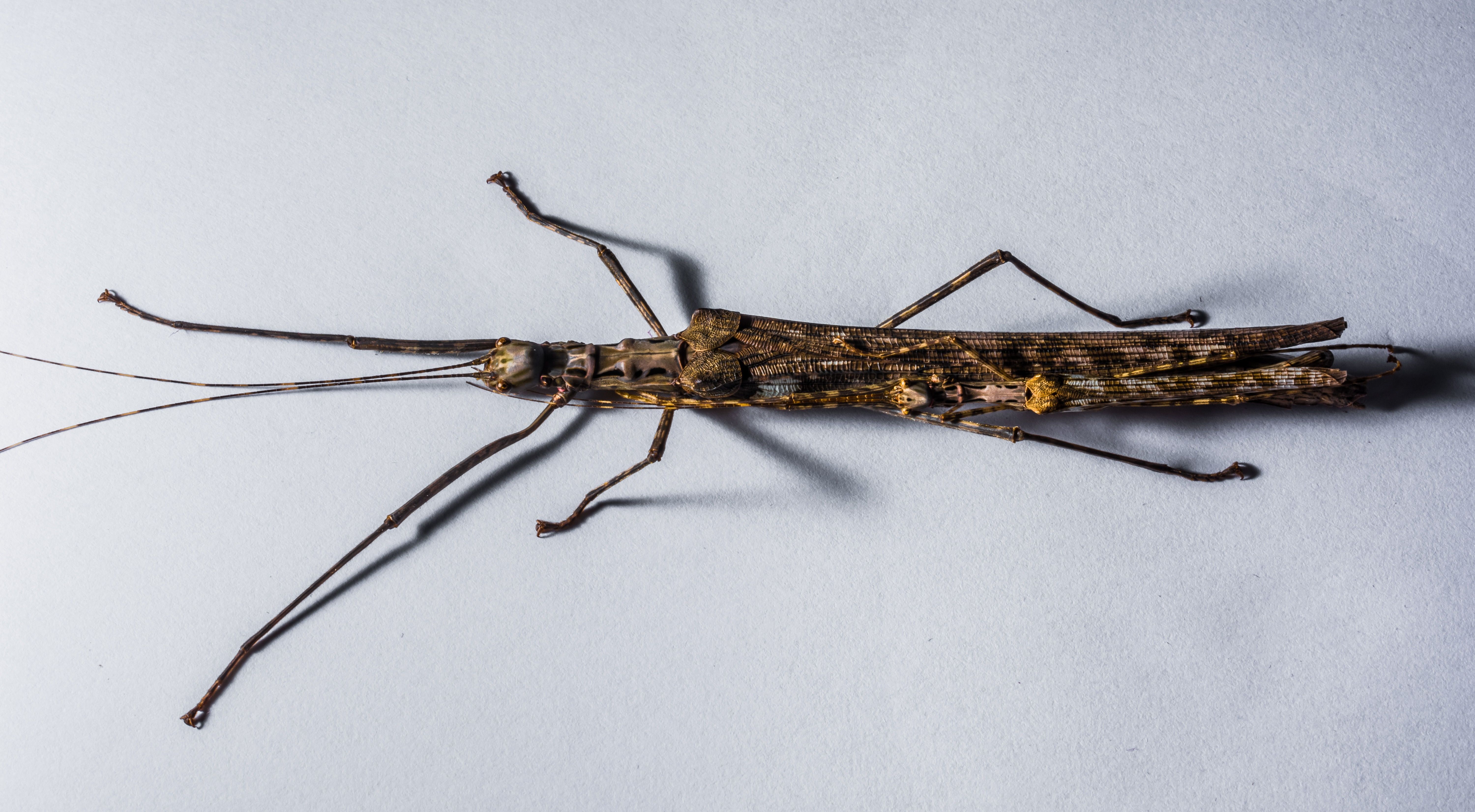 brown stick insect sp free image