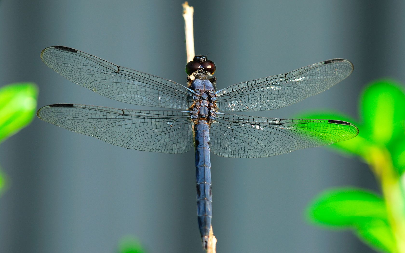 Dragonfly on a stick wallpaper. Dragonfly on a stick