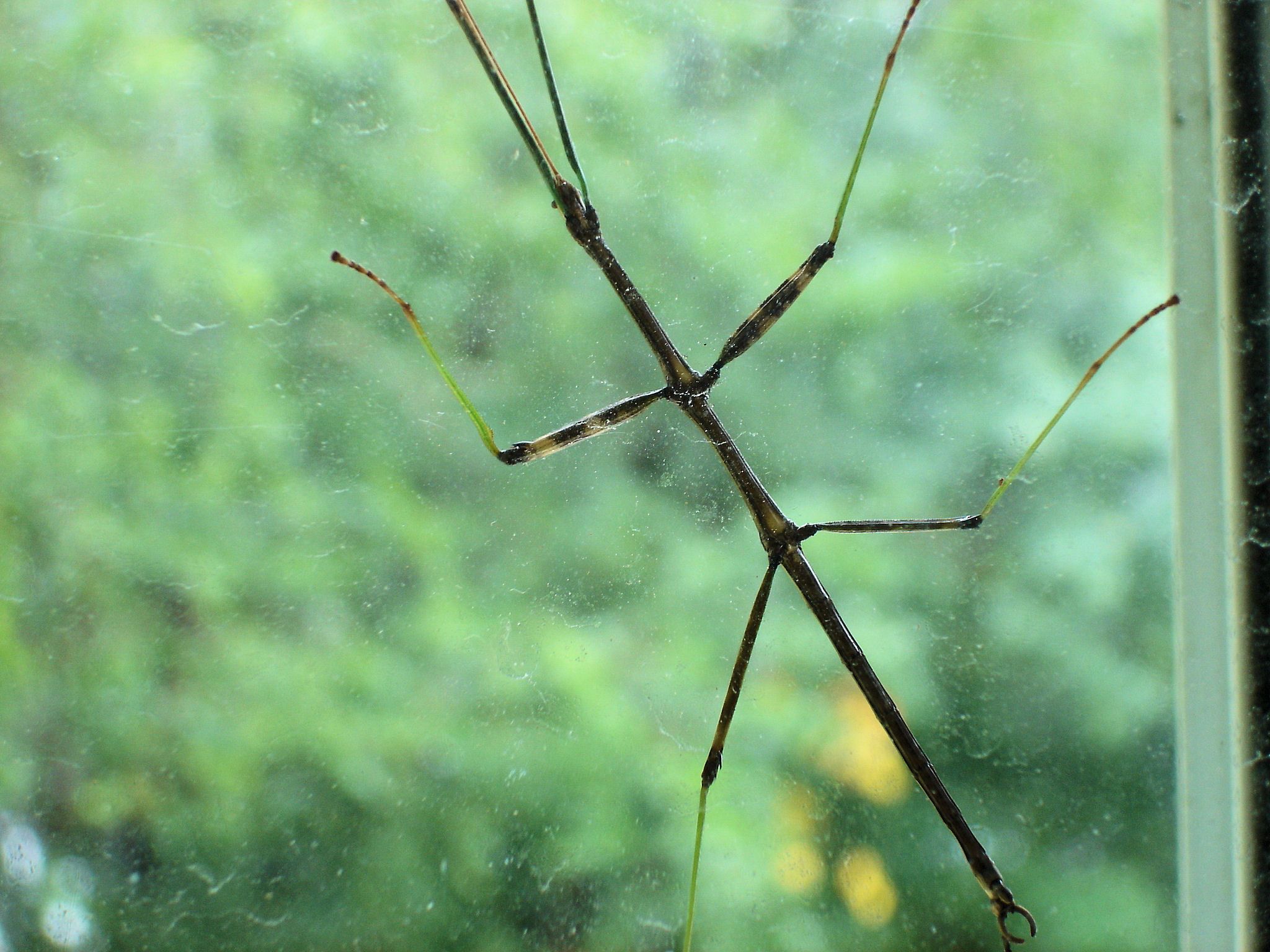 Stick Bug on my window. Another amazing bug. :o). Stick bug, Animals wild, Critter