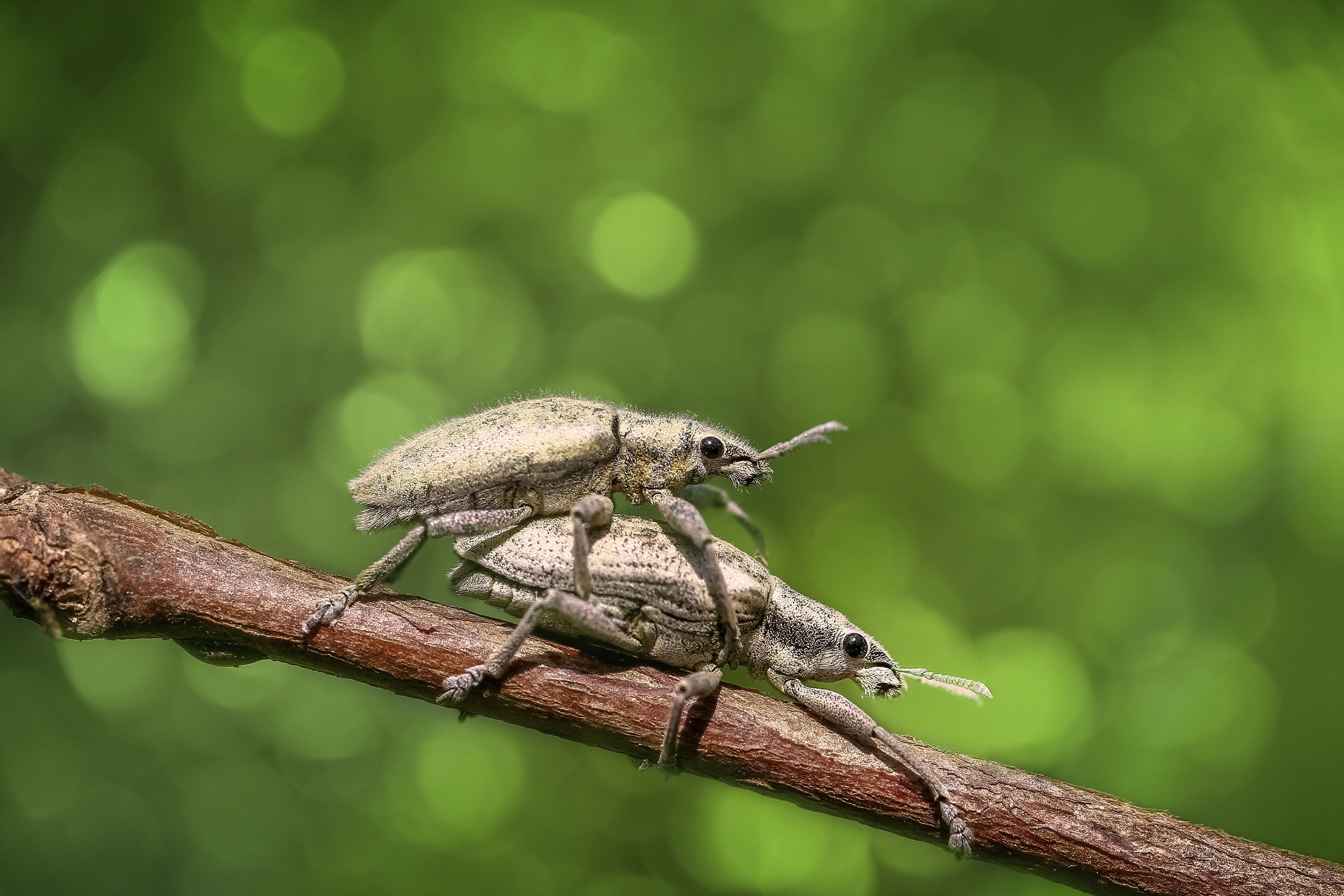 Selective Focus Photography of Two Mating Weevils on Brown Wooden Stick · Free