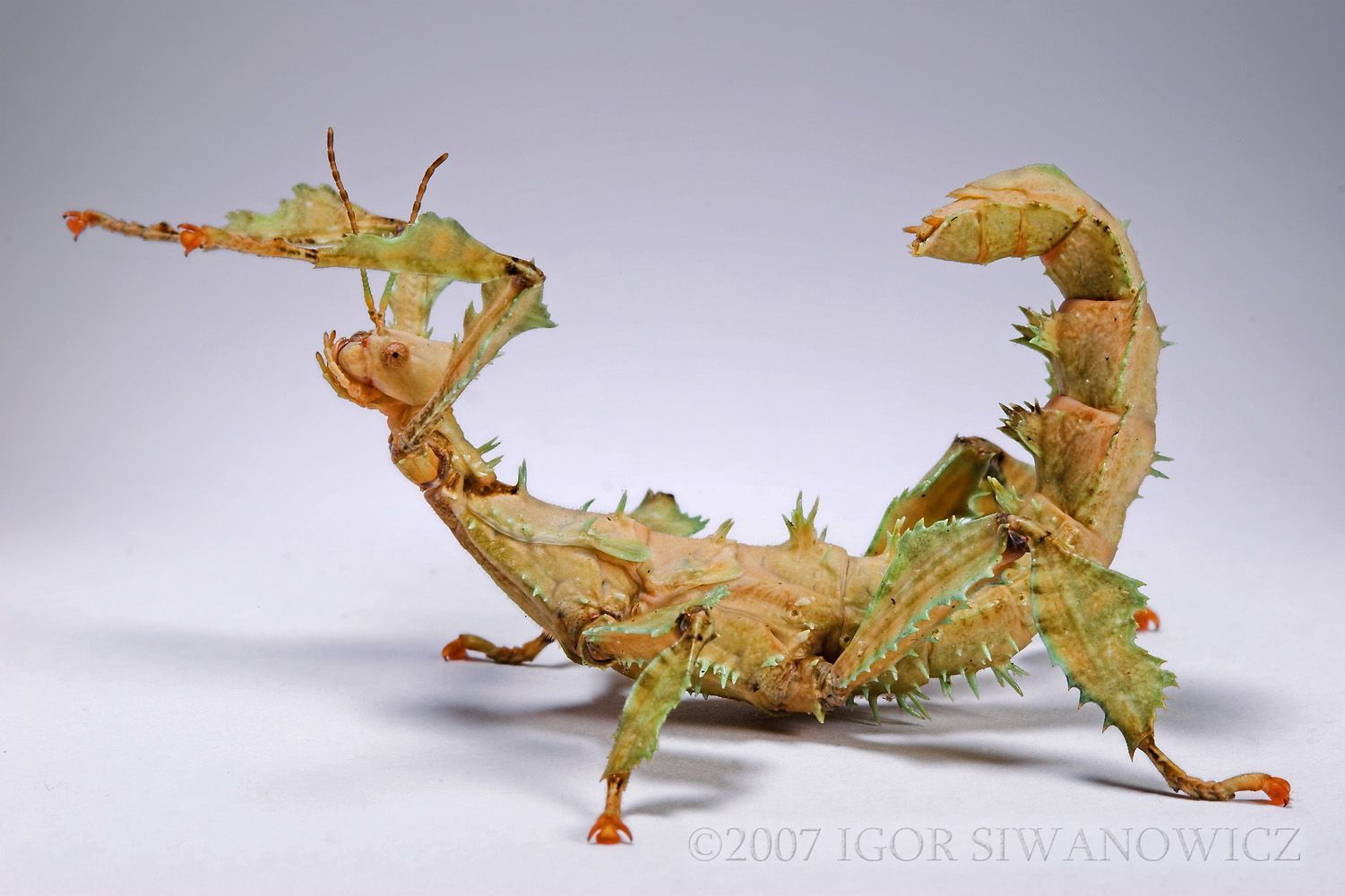 Extatosoma tiaratum: Photo by Photographer Igor Siwanowicz. Stick insect, Cool insects, Insect collection