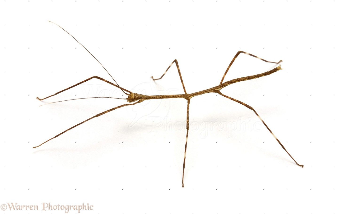 Top Animal Photo: Stick Insect photo