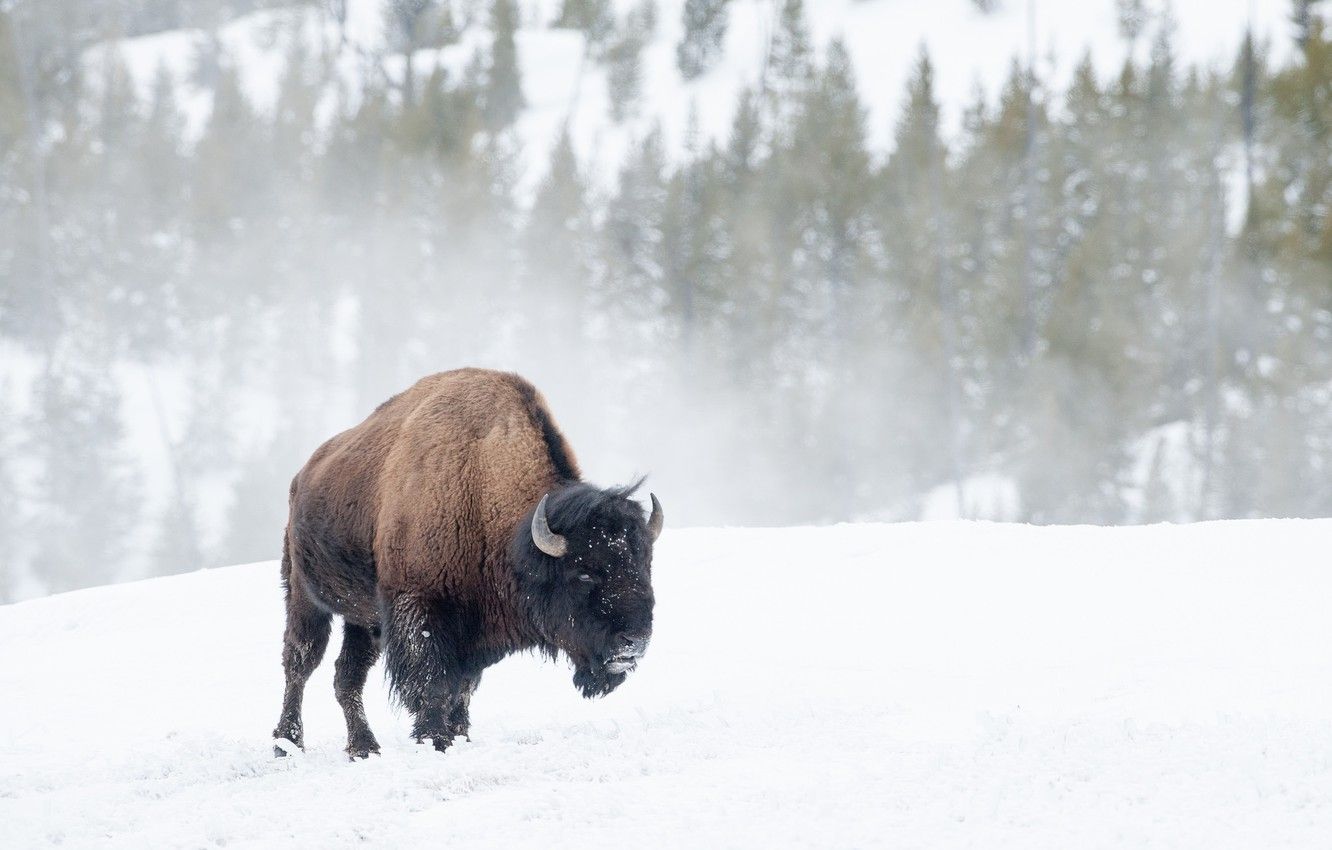 Large Buffalo Picture Background Images HD Pictures and Wallpaper For Free  Download  Pngtree