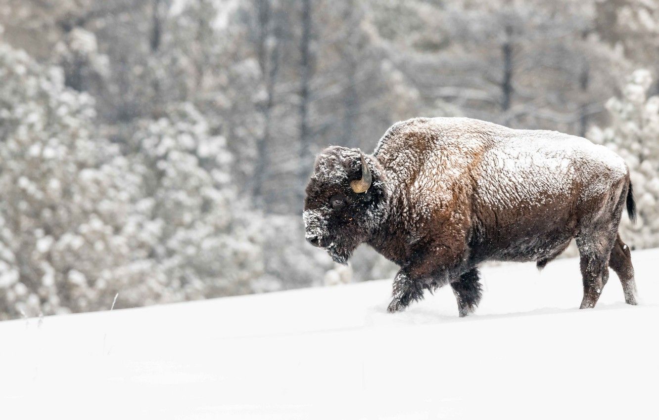 Wallpaper winter, forest, snow, the snow, walk, snowfall, bull, Buffalo image for desktop, section животные