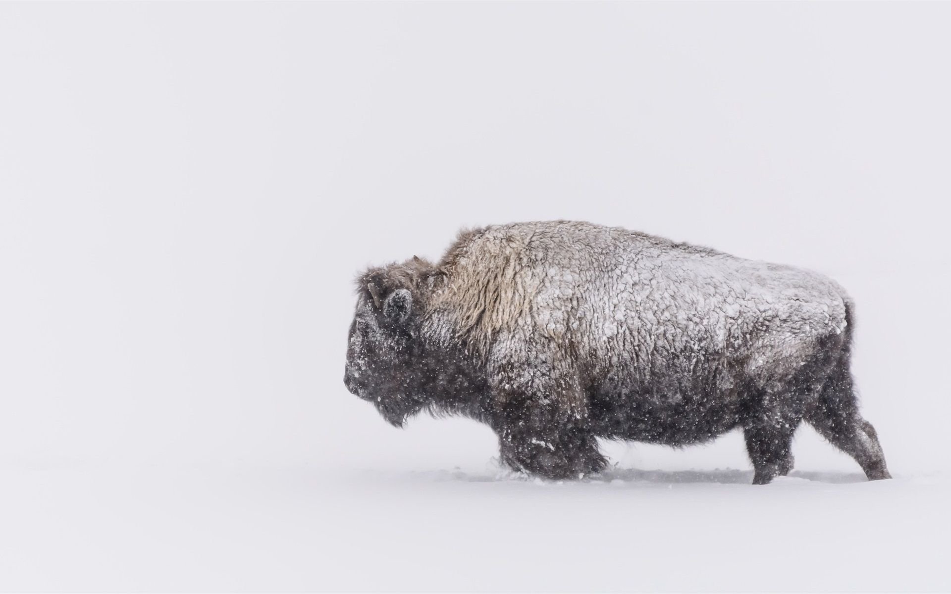 Wallpaper Winter, snow, buffalo 1920x1200 HD Picture, Image