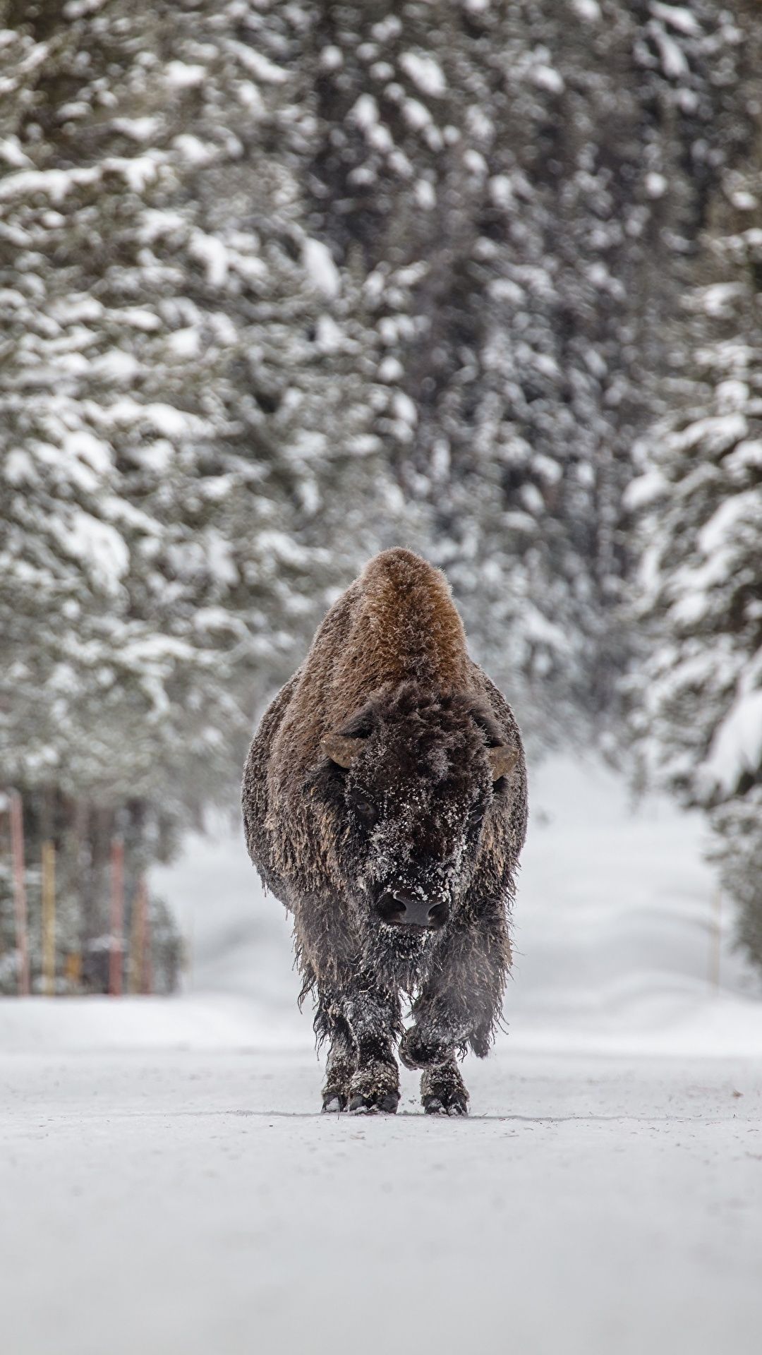Desktop Wallpaper American bison Winter Snow forest 1080x1920