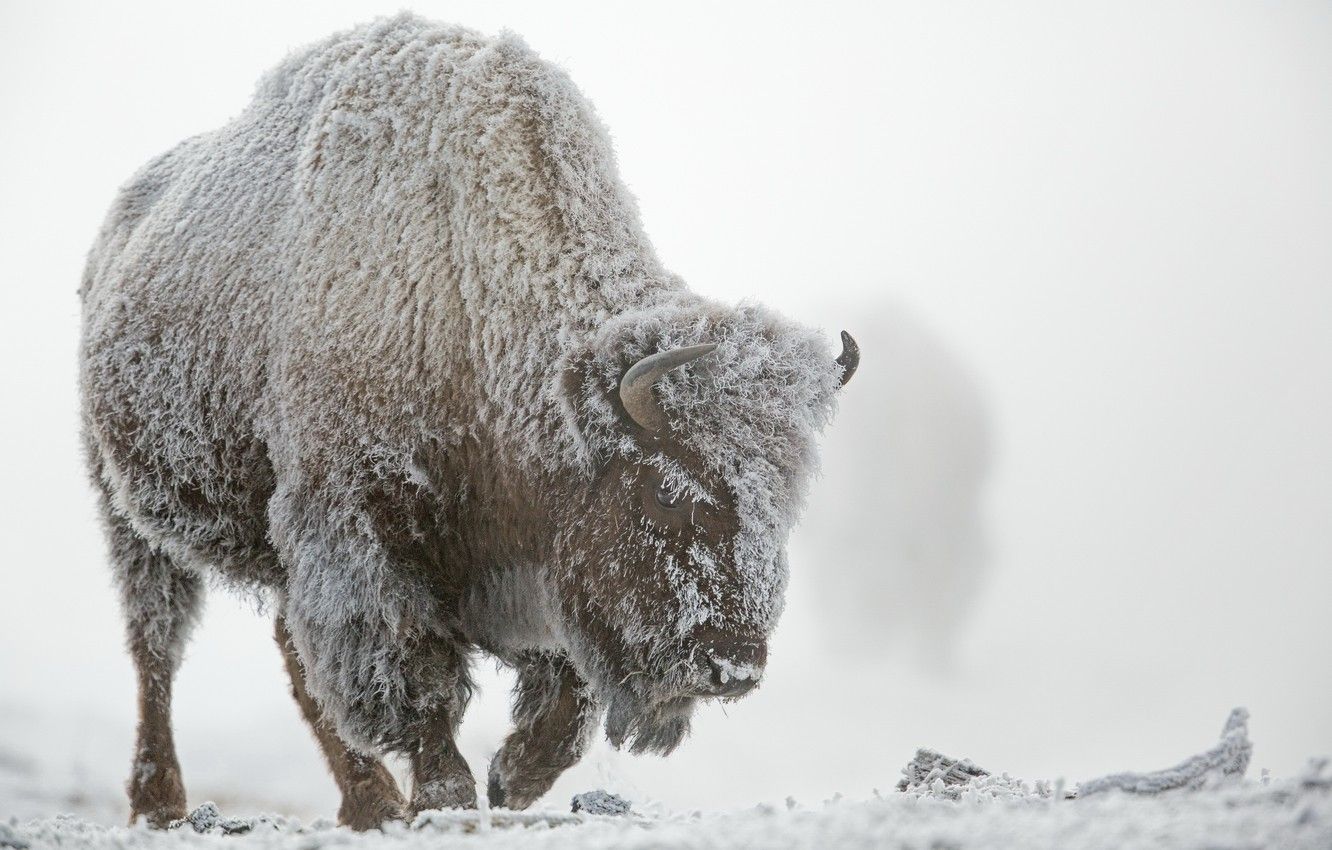 Wallpaper winter, frost, snow, fog, Yellowstone national Park, Buffalo image for desktop, section животные