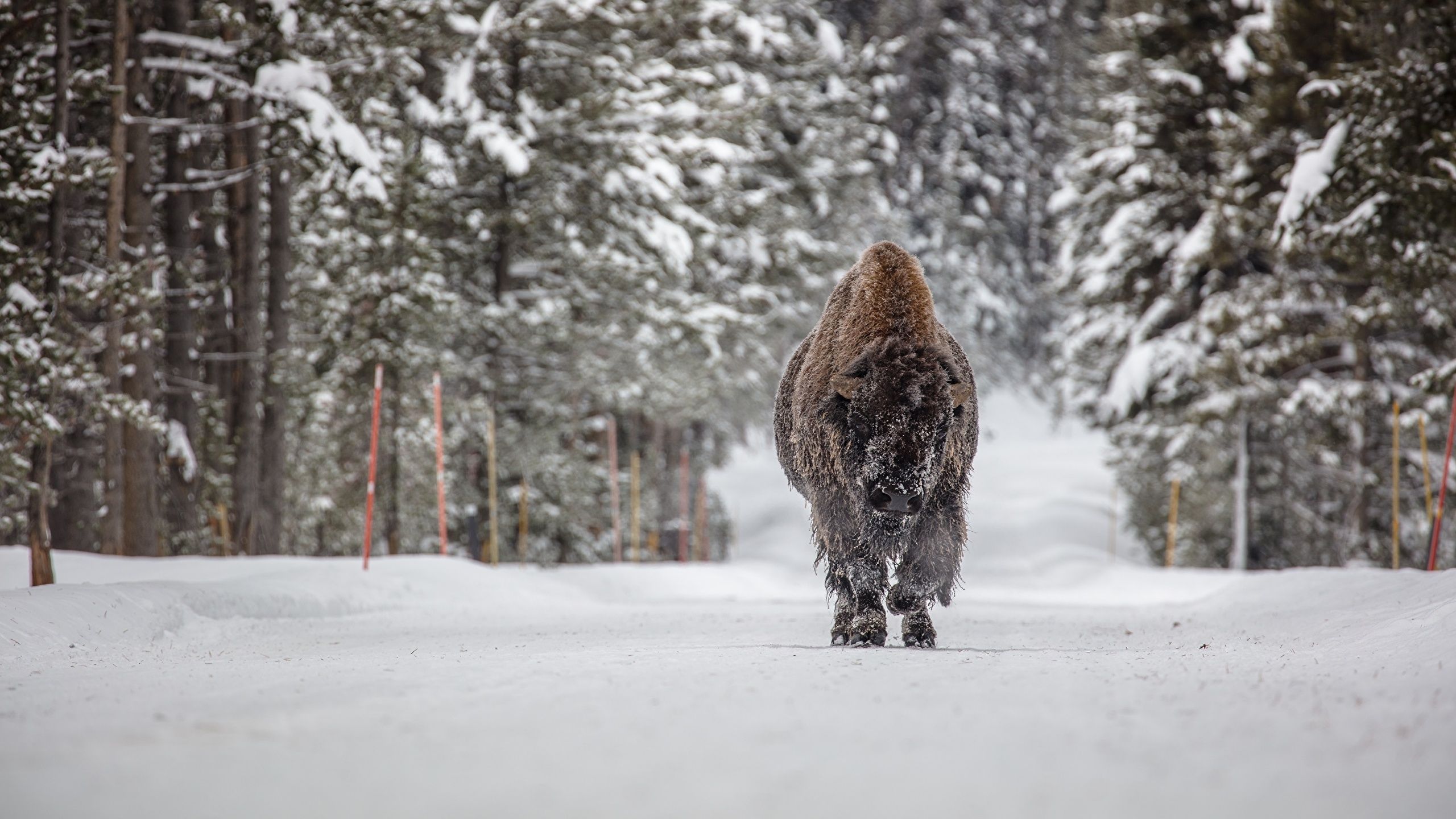 Desktop Wallpaper American bison Winter Snow forest 2560x1440