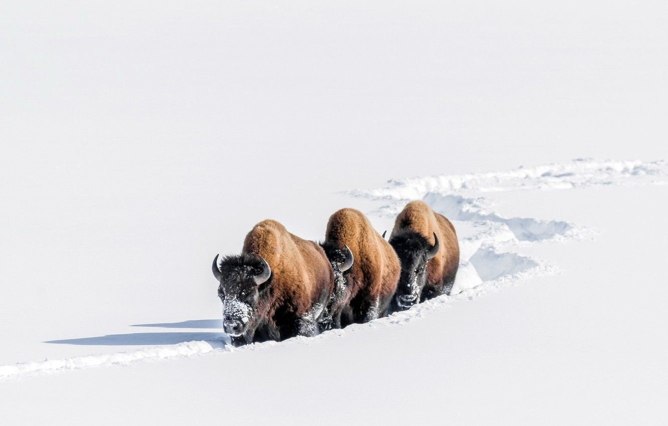 Wallpaper winter, snow, Buffalo image for desktop, section животные