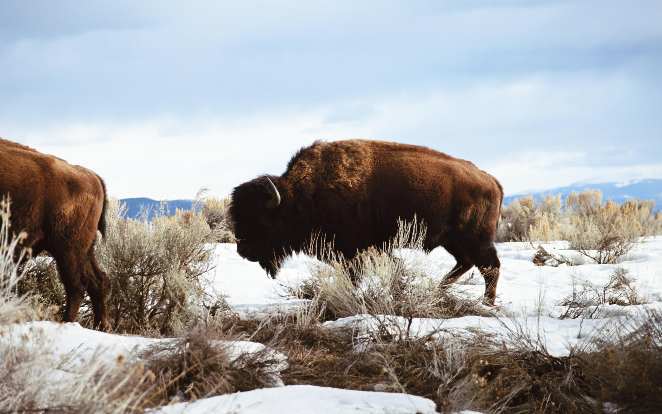 Native American Bison Wallpaper Free Native American Bison Background