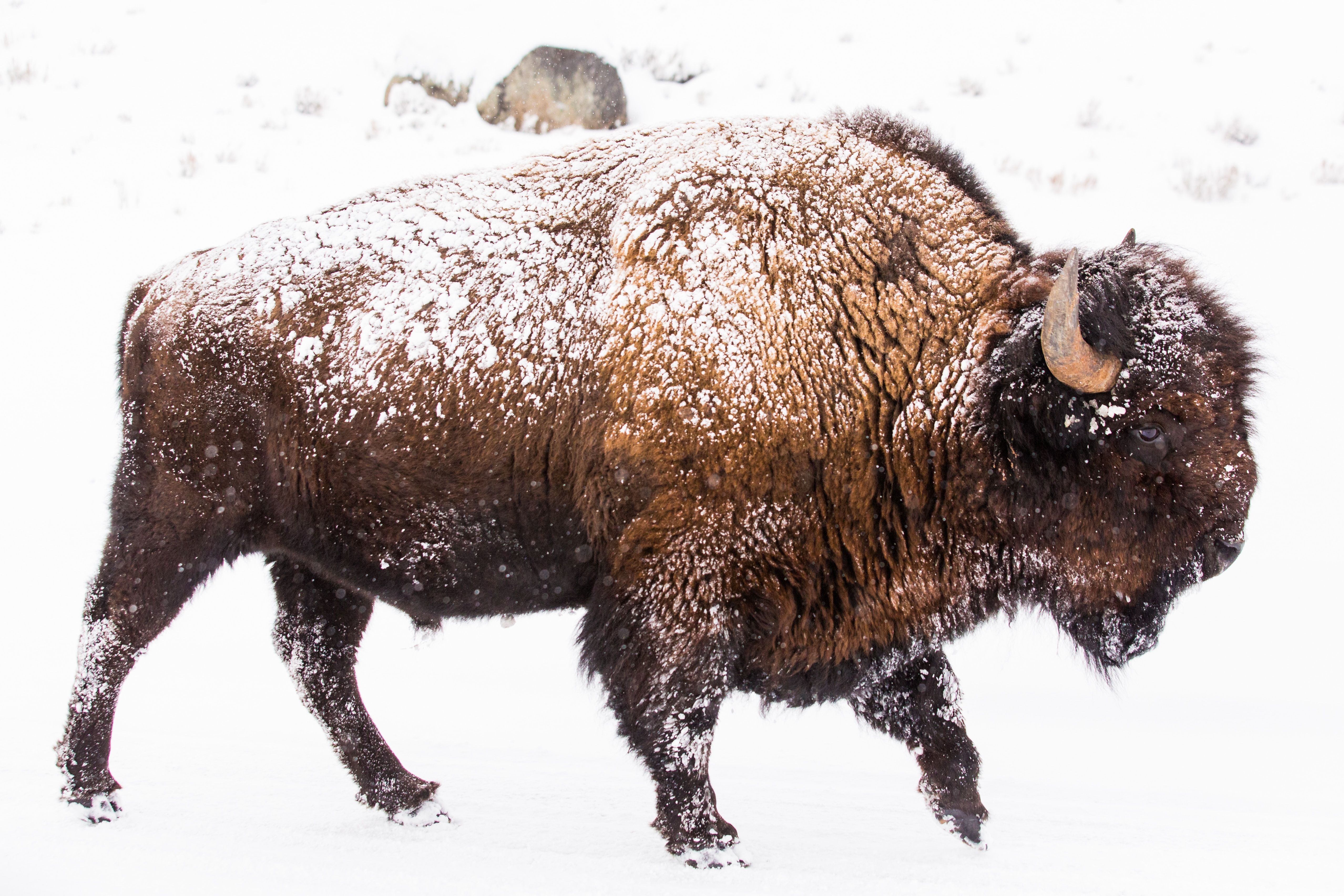 A male Bison (American Buffalo) trudgesw in Yellowstone National Park. (Photo credit to Lloyd Blunk) [5113 x 3409]