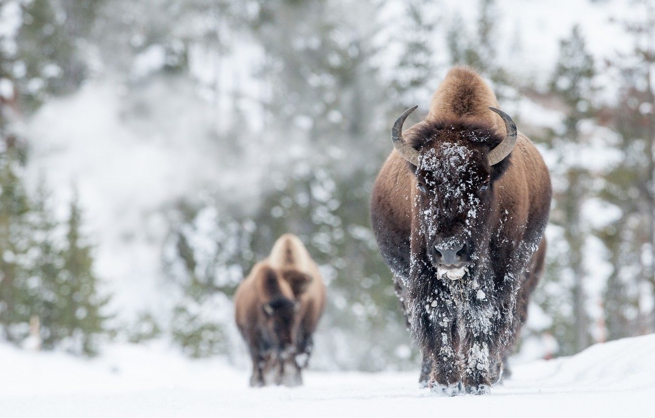 Wallpaper winter, snow, Buffalo image for desktop, section животные