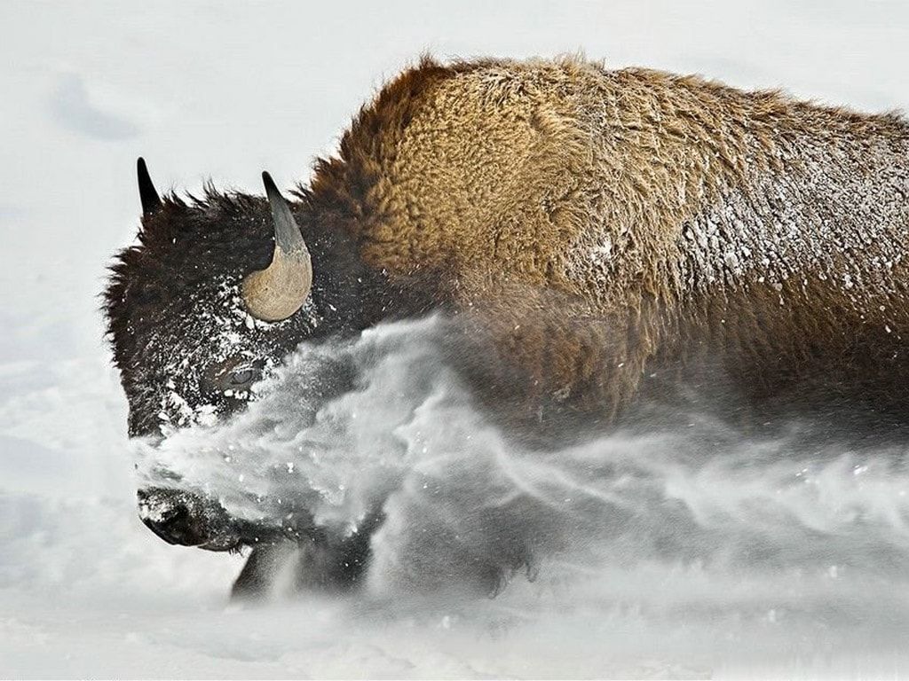 Winter Buffalo Wallpapers - Wallpaper Cave