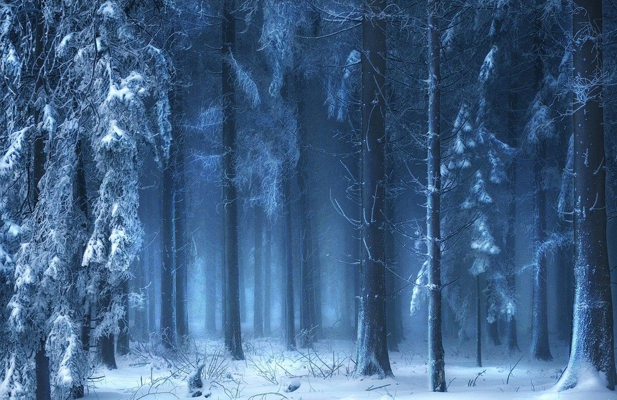 nature, Landscape, Blue, Forest, Snow, Winter, Mist, Sunlight, Trees, Fairy Tale, Cold, Switzerland Wallpaper HD / Desktop and Mobile Background