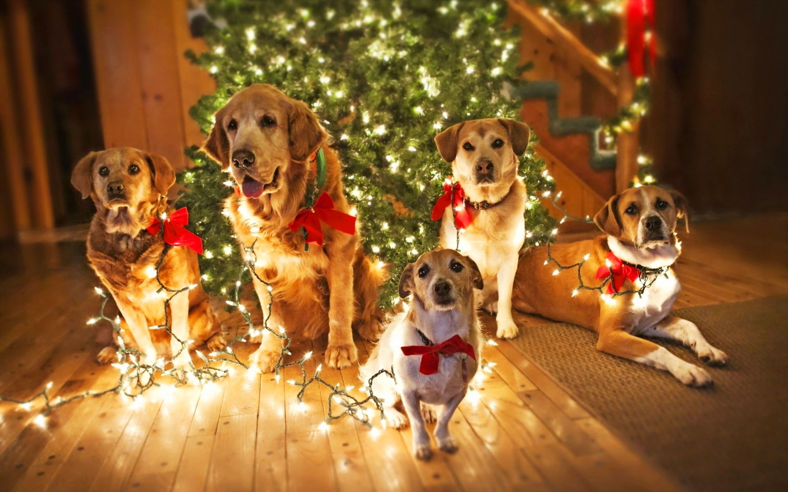 Christmas Dogs Wallpaper High Quality Download HD Wallpaper