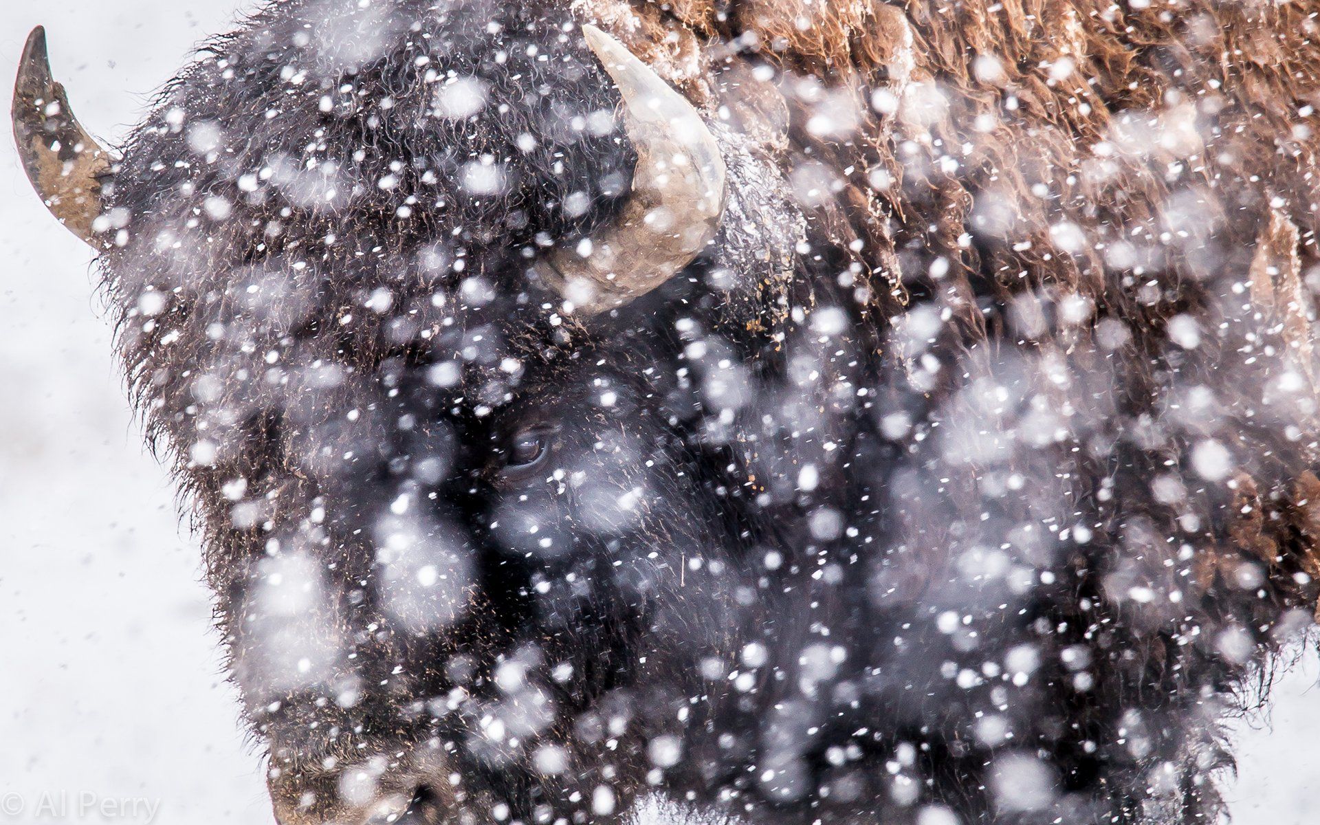 buffalo, Snow, Winter Wallpaper HD / Desktop and Mobile Background