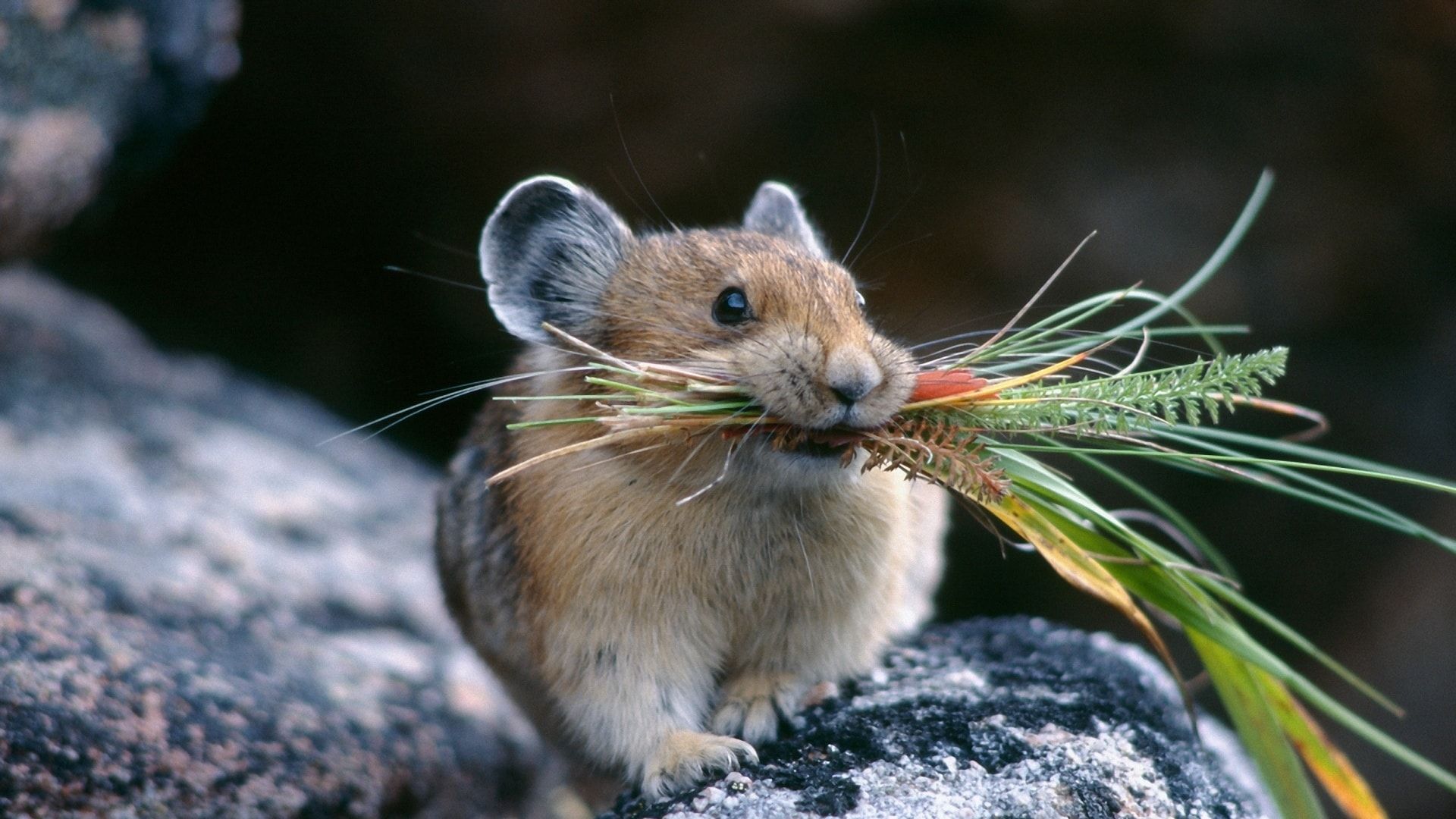 Chinchilla HD Wallpaperwallpaper.net