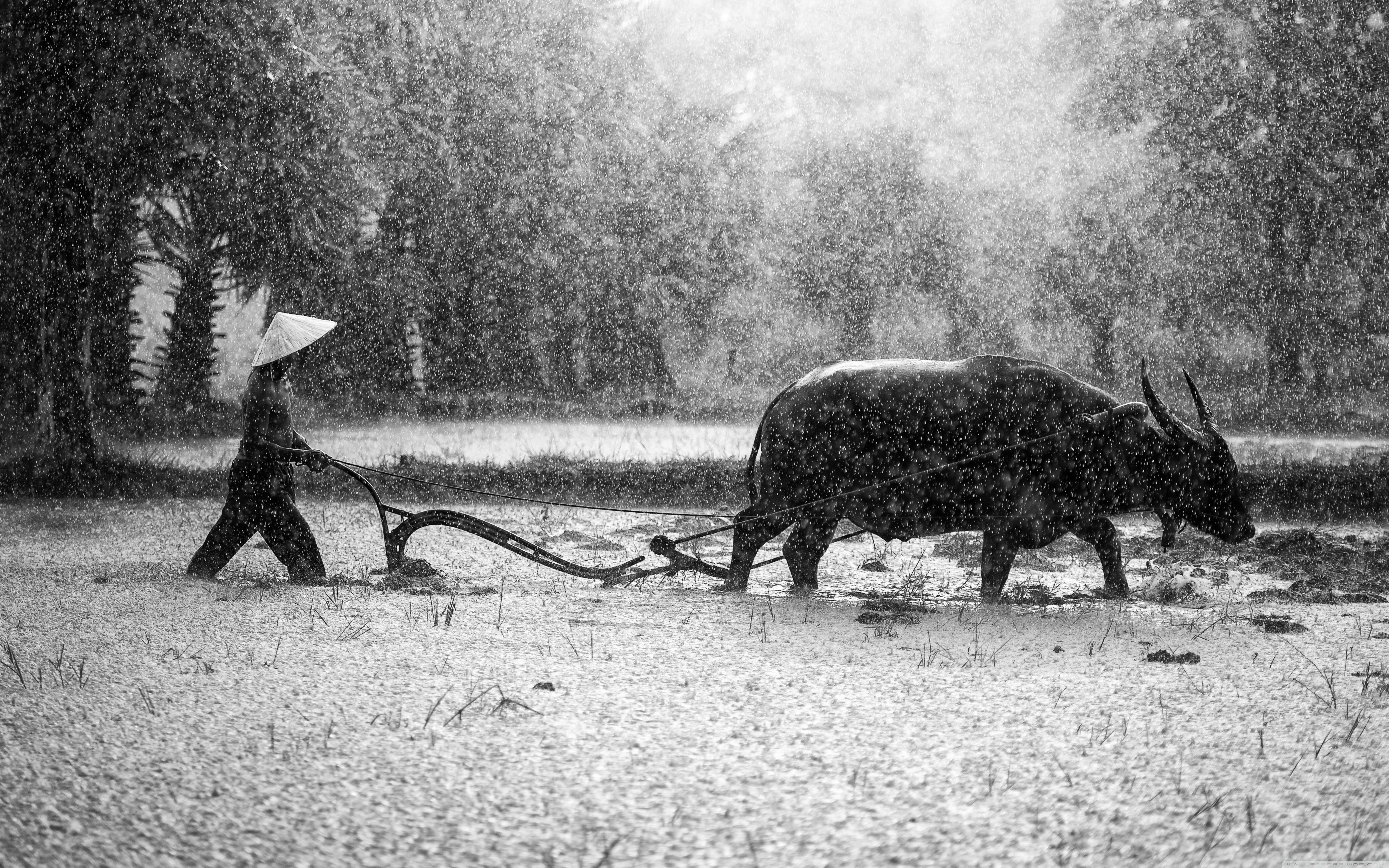 Water Buffalo Ploughing Rice Fields Ultra HD Desktop Background Wallpaper for 4K UHD TV, Widescreen & UltraWide Desktop & Laptop, Multi Display, Dual & Triple Monitor, Tablet