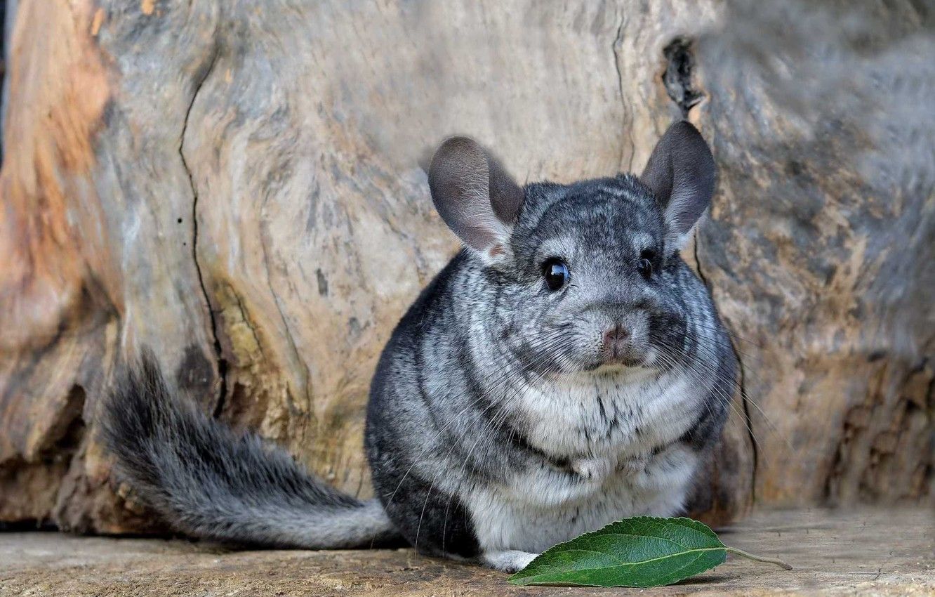 Chinchillas Wallpapers - Wallpaper Cave