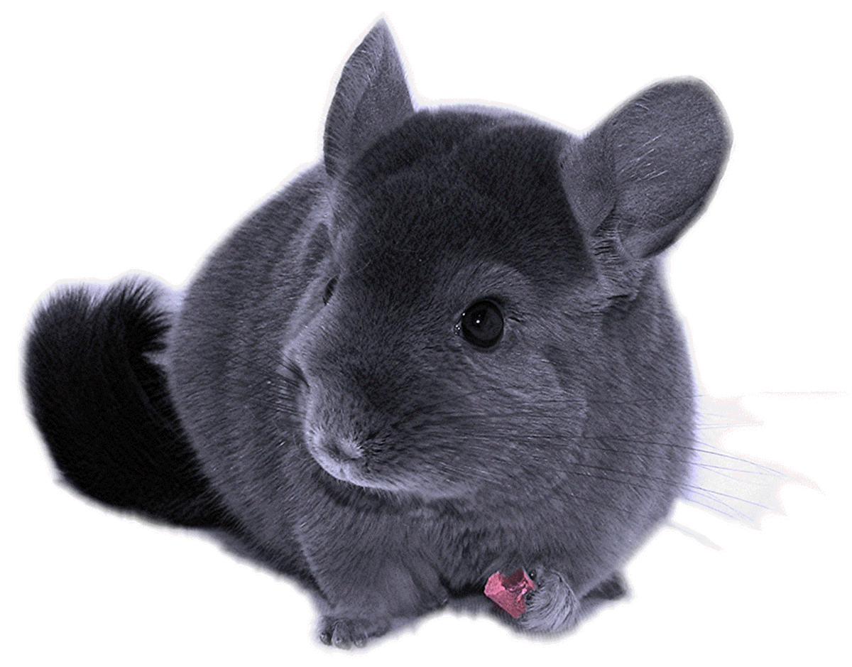 Chinchilla Wallpaper. Chinchilla Wallpaper, Chinchilla Background and Cute Chinchilla Wallpaper