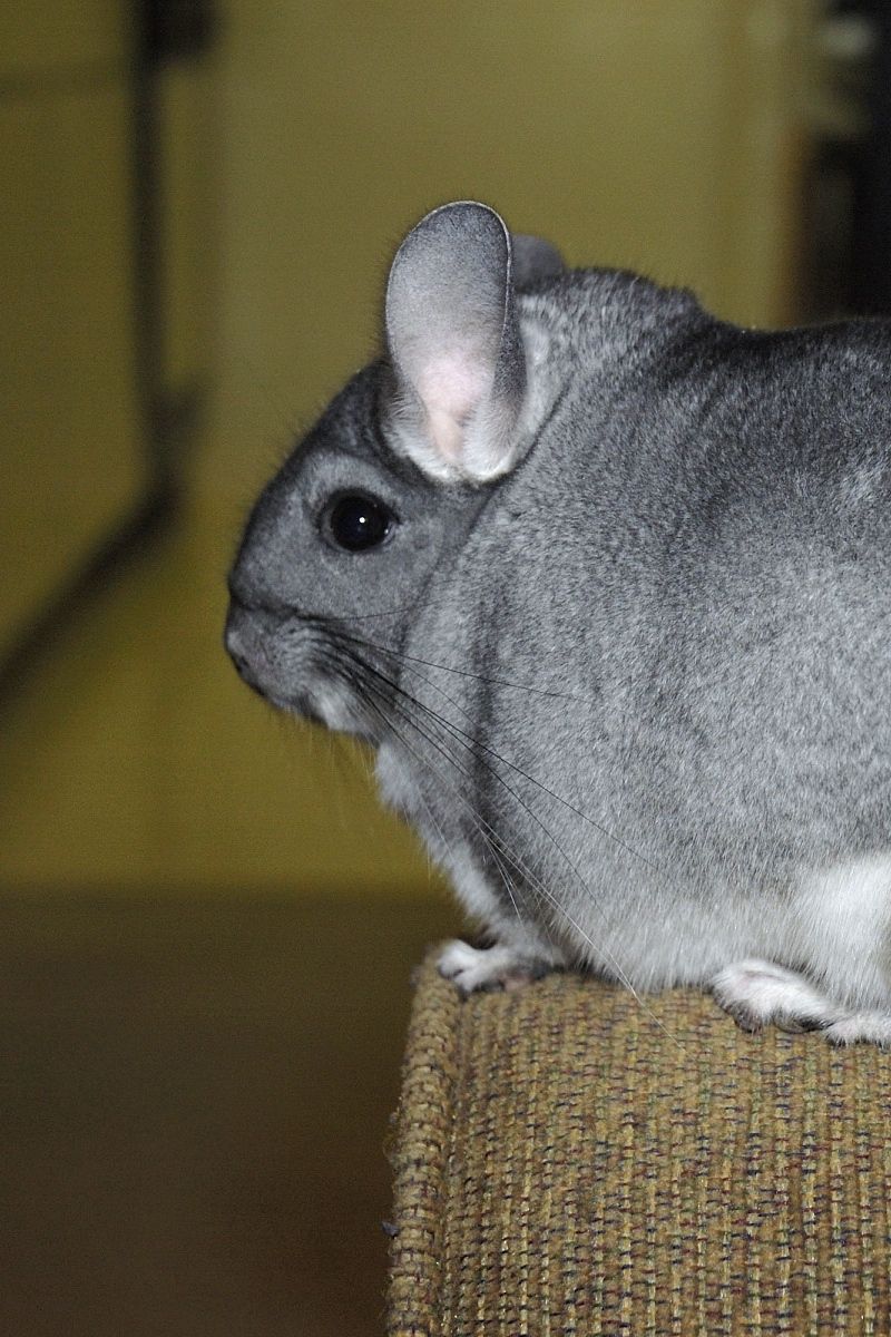 Chinchilla iPhone Wallpaper