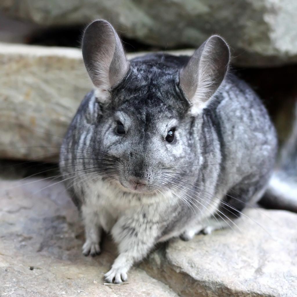 Chinchilla Wallpaper. Chinchilla Wallpaper, Chinchilla Background and Cute Chinchilla Wallpaper