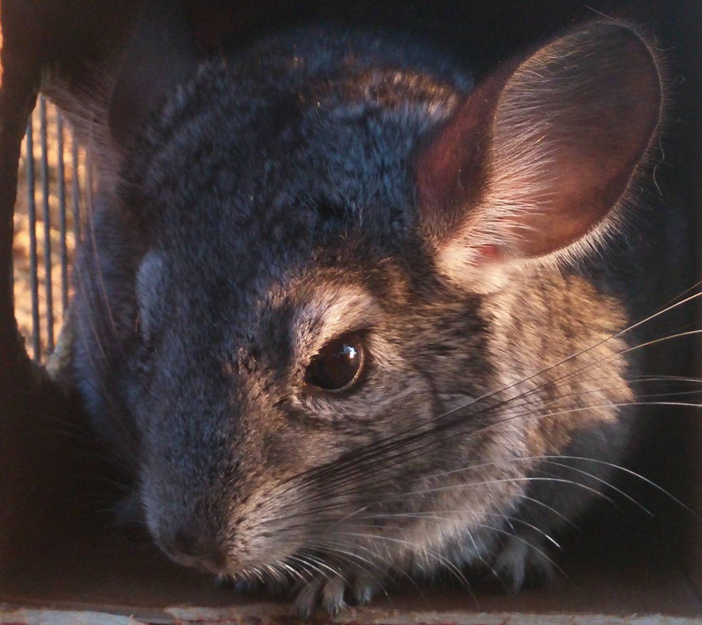 chinchilla wallpaper