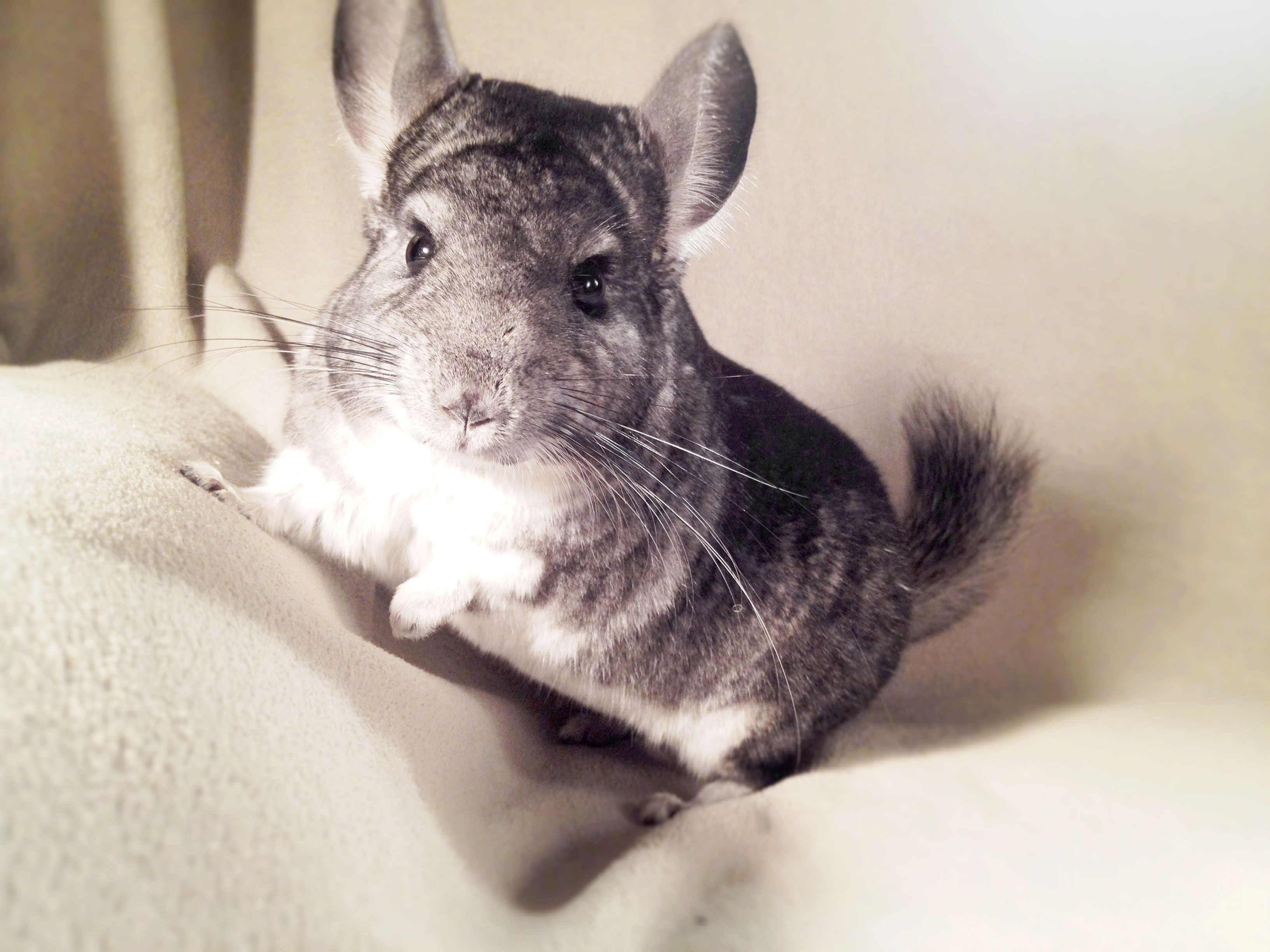 Chinchillas Wallpapers - Wallpaper Cave