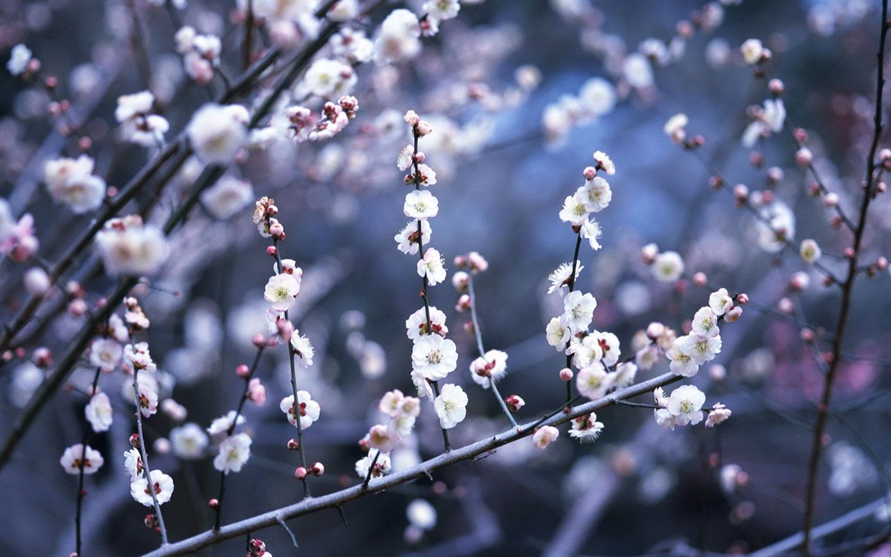Winter Flower  Flowers  Nature Background Wallpapers on Desktop Nexus  Image 1232509