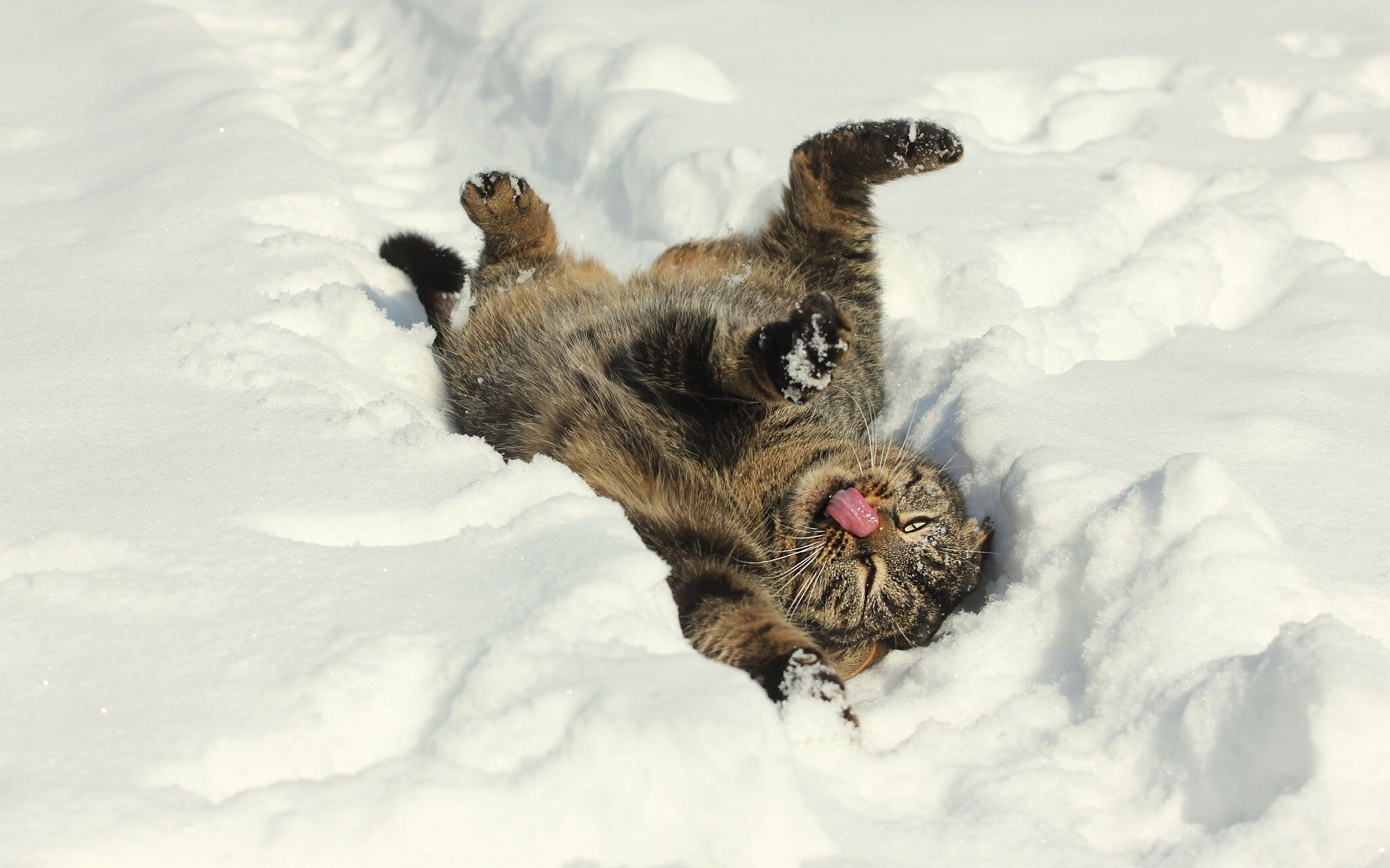 Cat snow winter mood wallpaperx1280. Cats, Cute cats, Animal wallpaper
