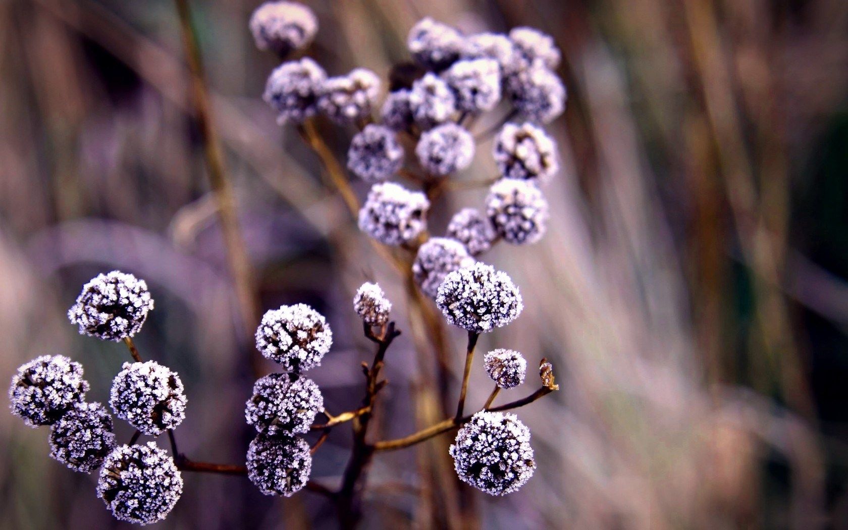 Nature Plants Winter