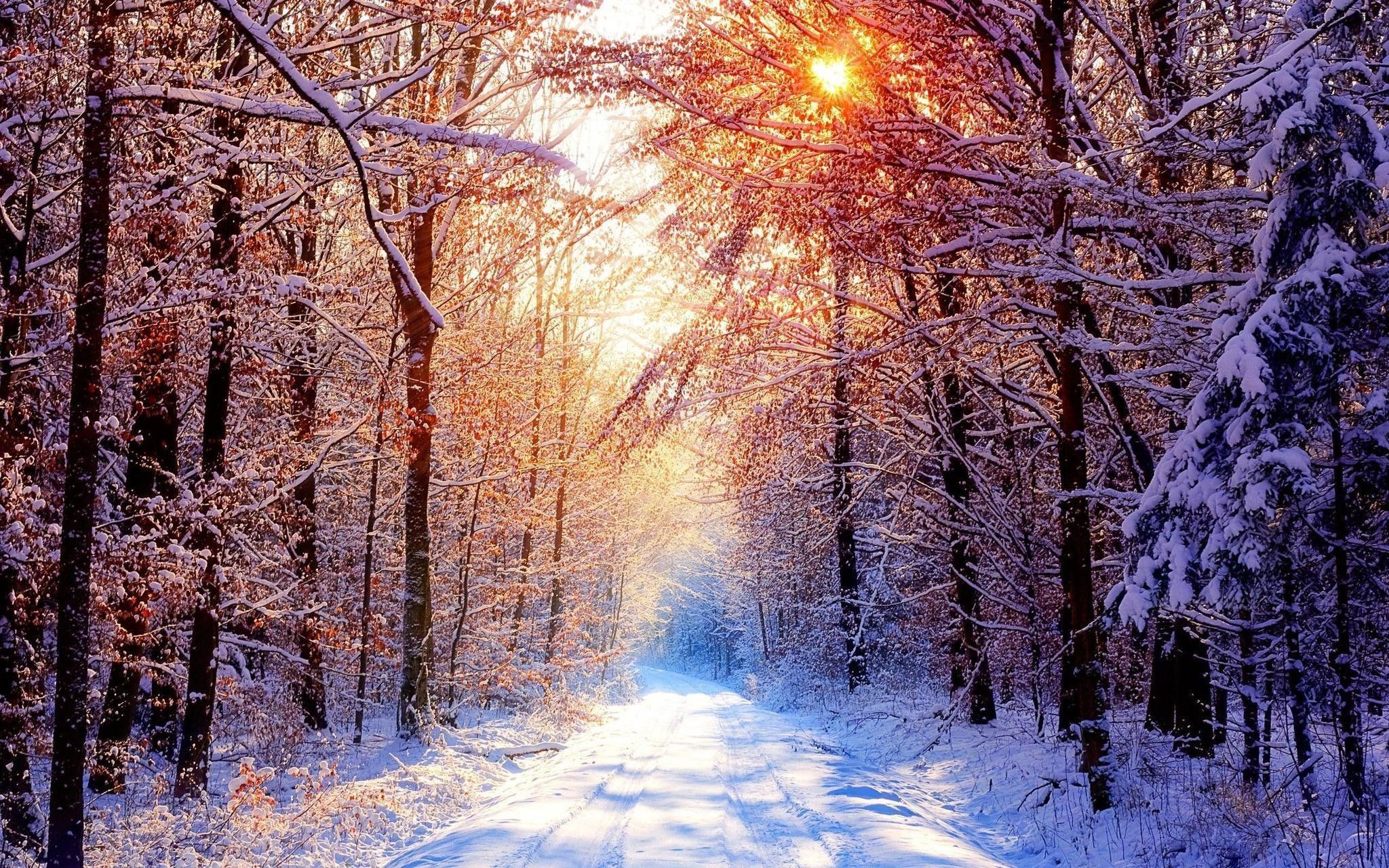 Snow Scenes Wallpaper