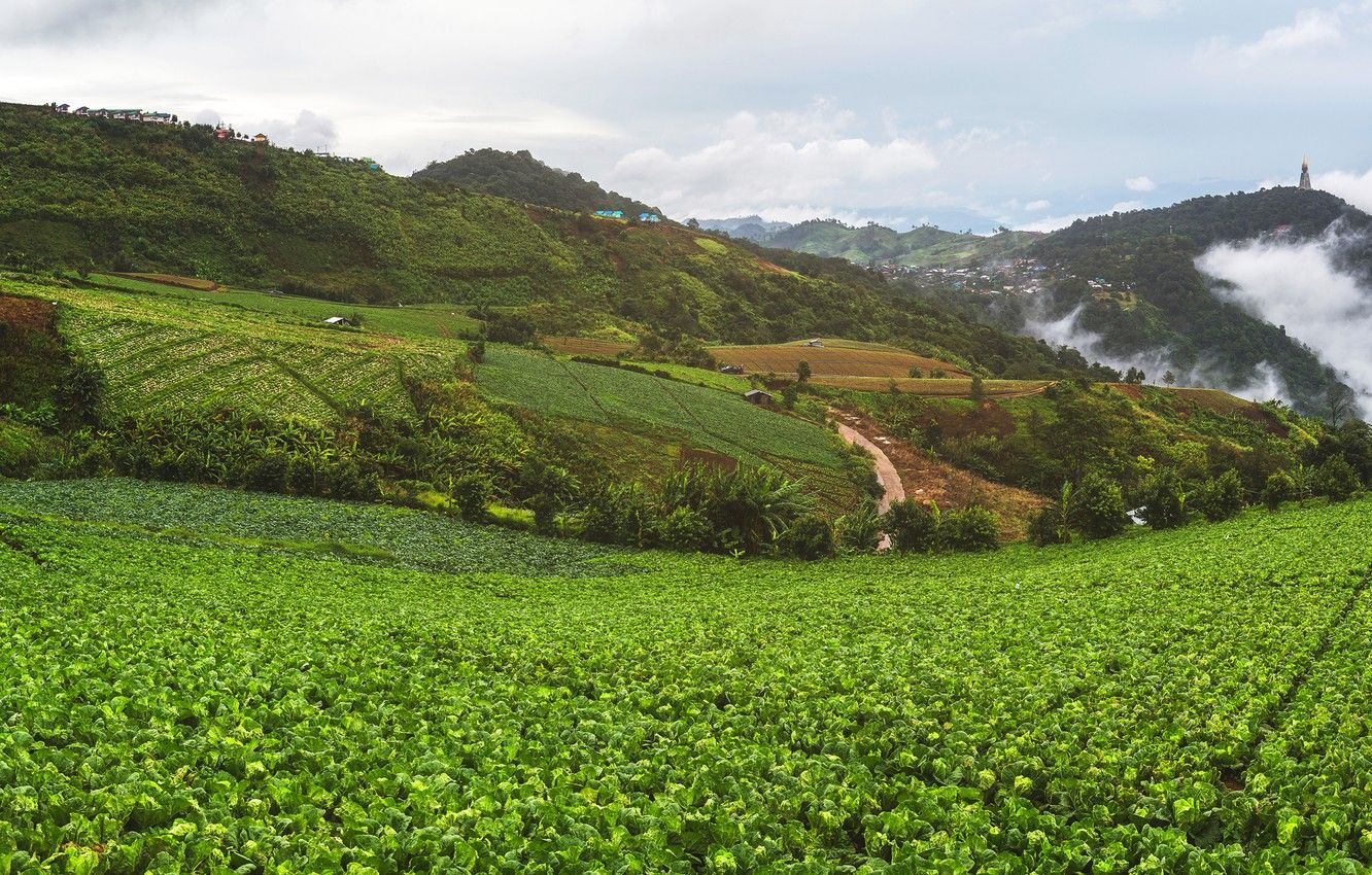 Wallpaper greens, the sky, clouds, mountains, field, houses, Vietnam, cabbage, plantation, Mu Cang Chai image for desktop, section пейзажи