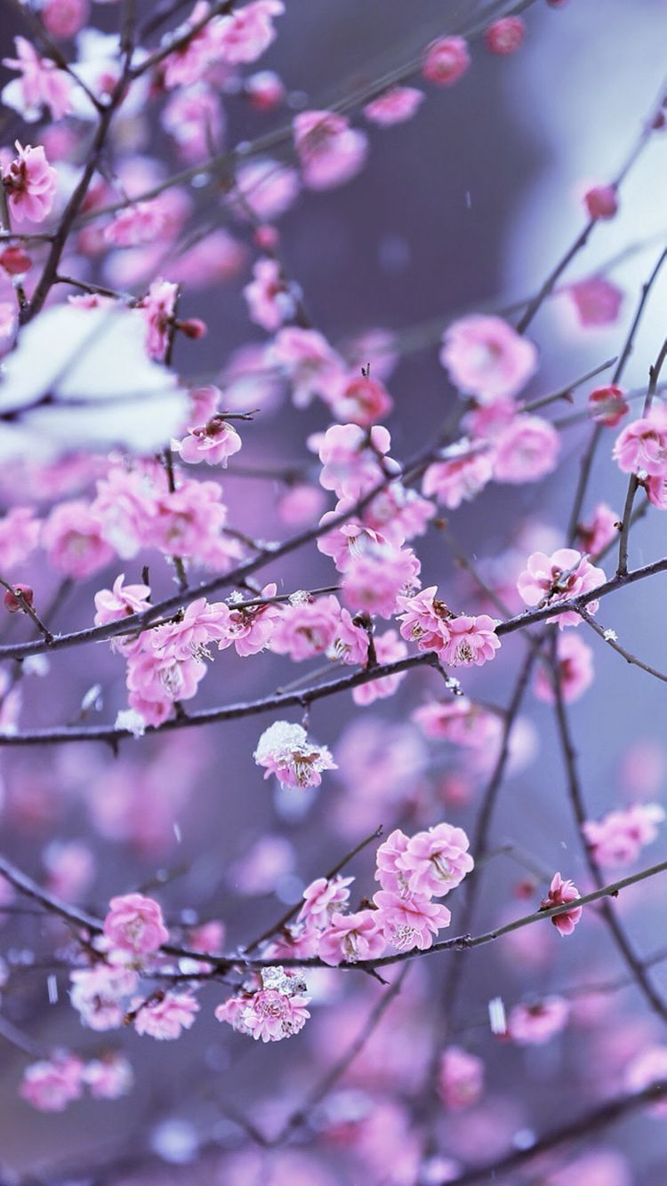 Flowers, Wallpaper, fondos de pantalla, background. Fondos de pantalla arboles, Árboles en flor, Fondos de pantalla de primavera