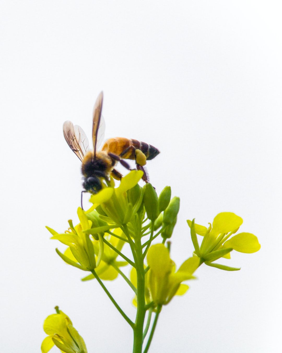 Bee Picture. Download Free Image