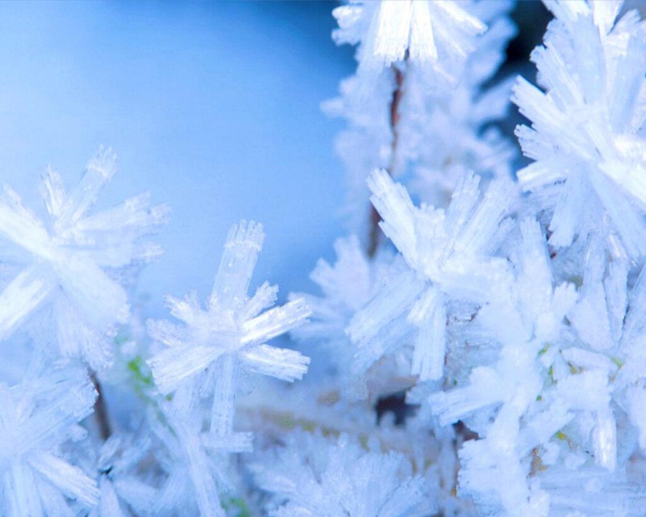 Winter scene Wallpaperx1024