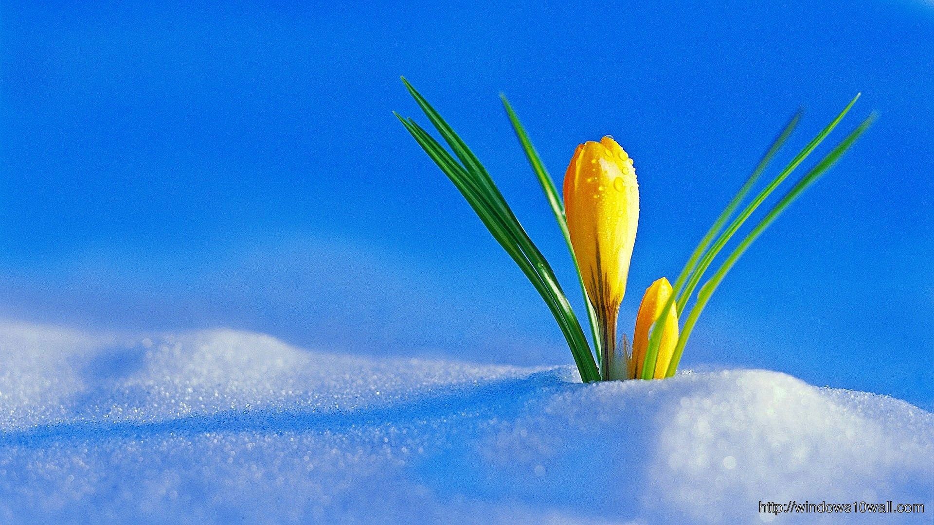 Flowers In Winter Snow Wallpaper 10 Wallpaper