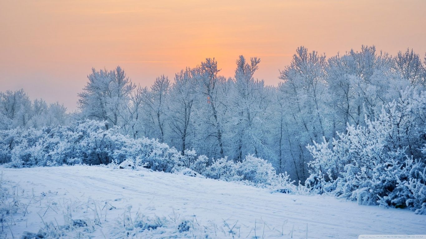 Winter Snow Trees HD Desktop Wallpaper Wallpaper & Background Download