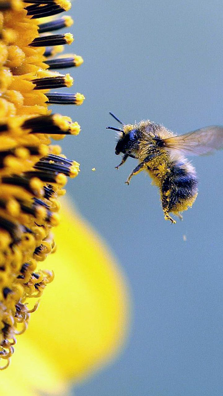 Happy APPS: Bee Live Wallpaper