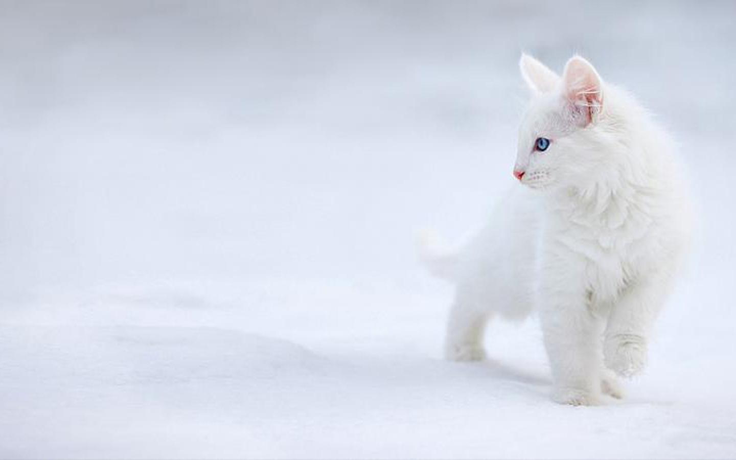 White Cat Wallpaper HD Wallpaper & Background Download